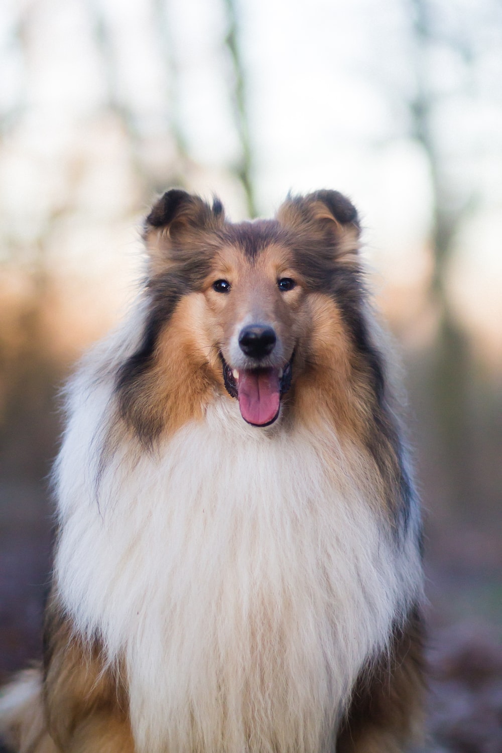 Rough Collie Wallpapers