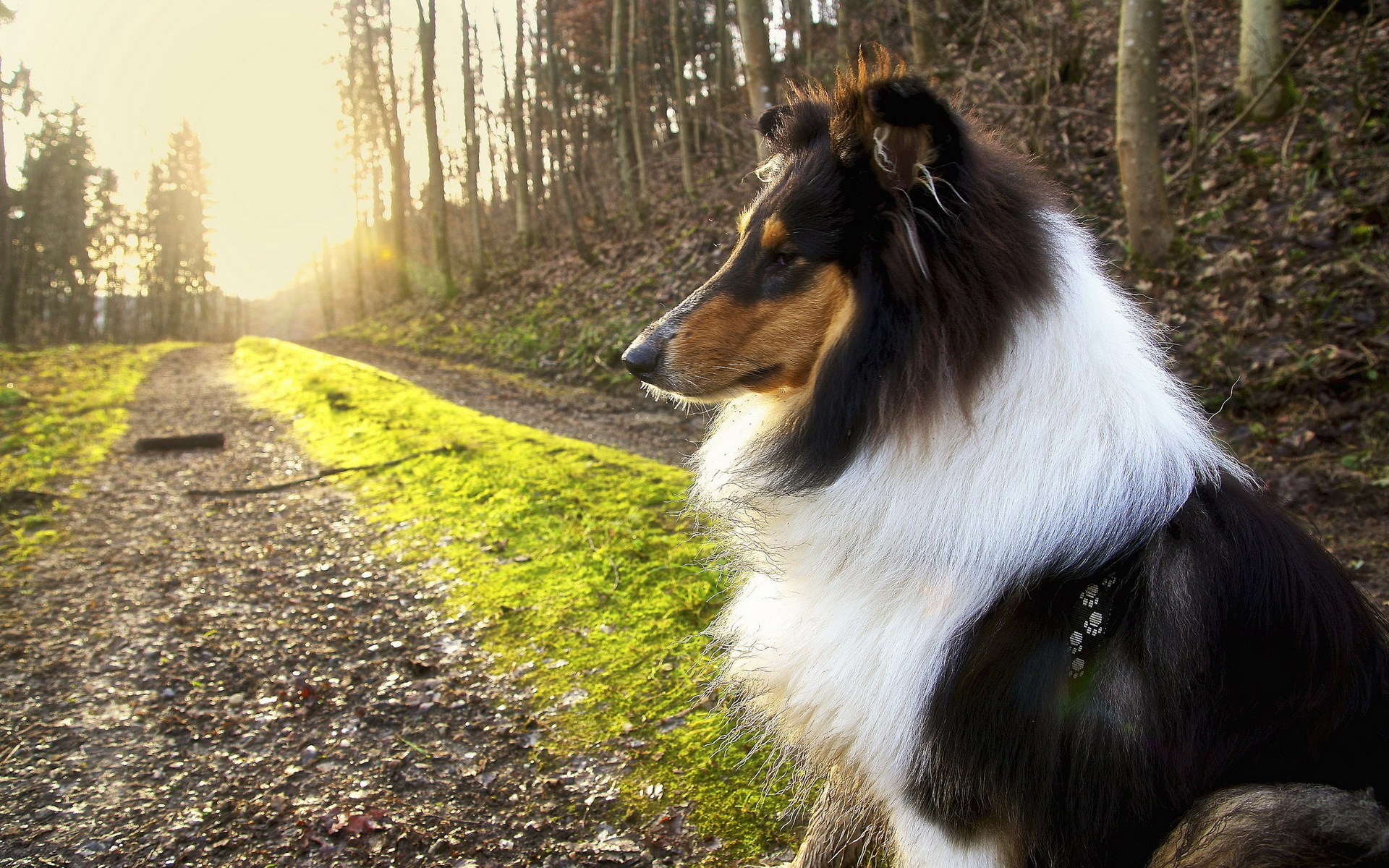 Rough Collie Wallpapers