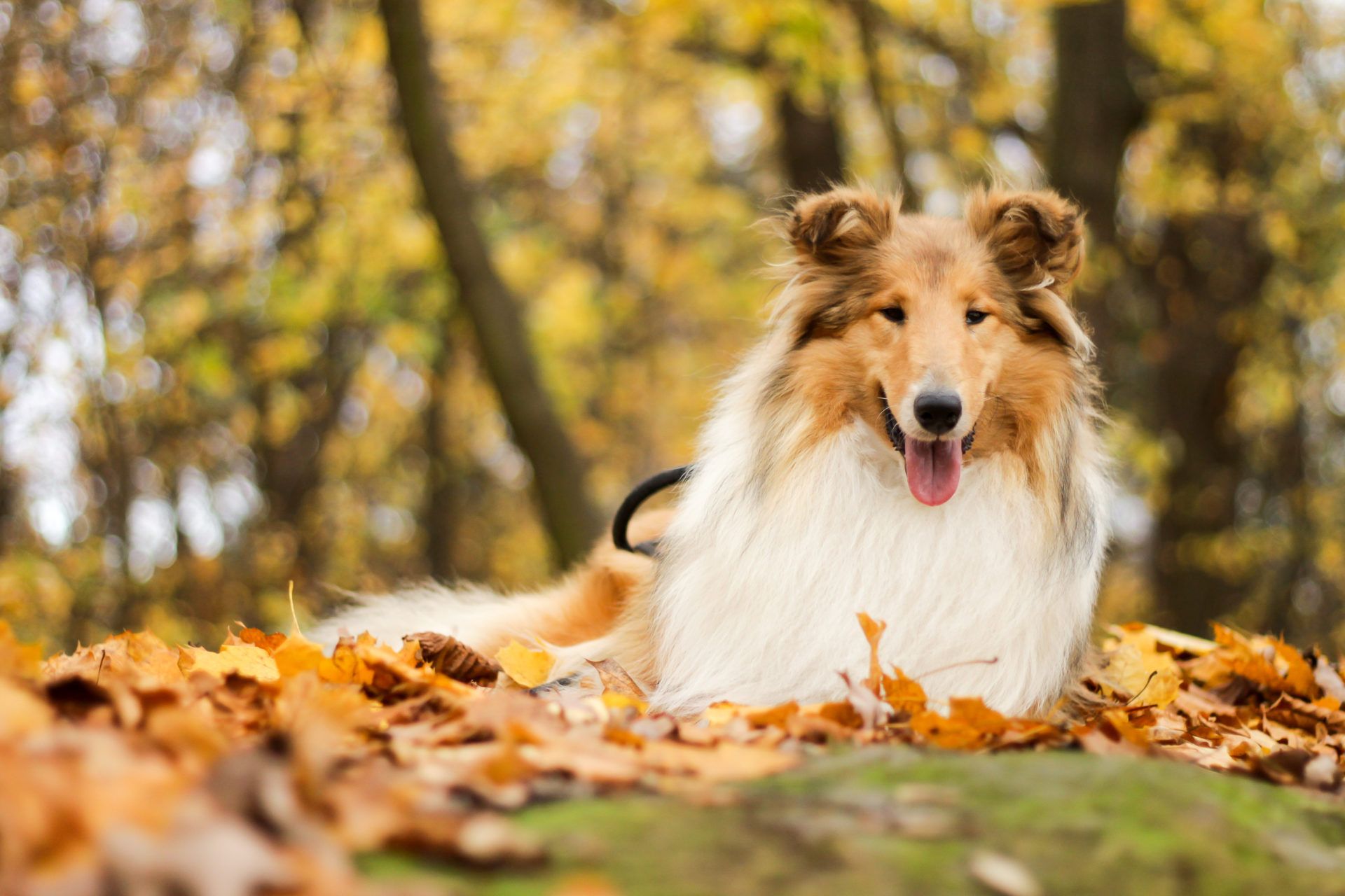 Rough Collie Wallpapers