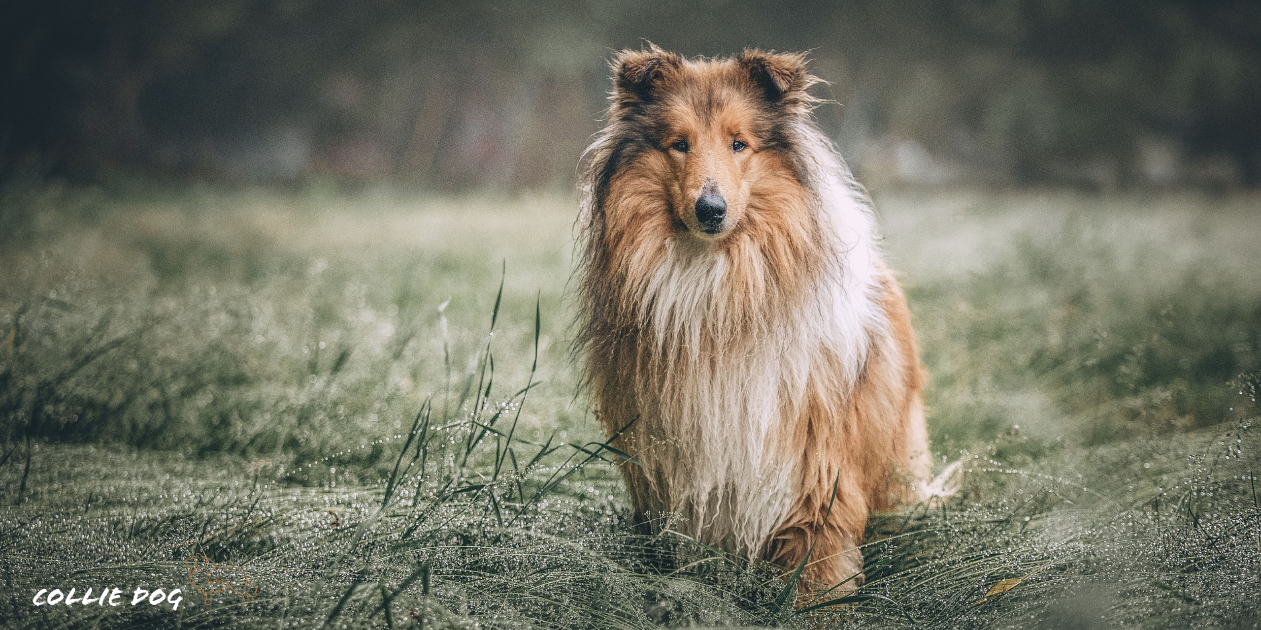 Rough Collie Wallpapers