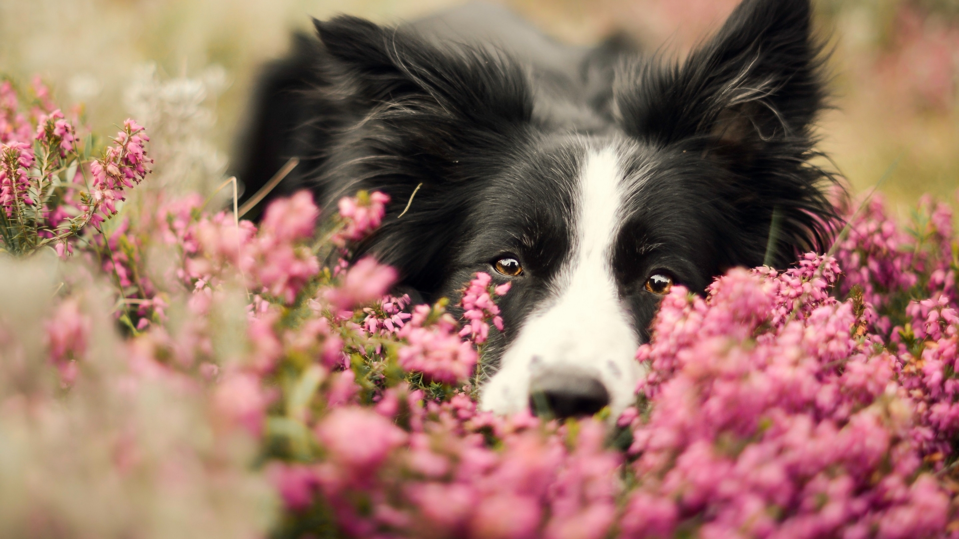 Rough Collie Wallpapers