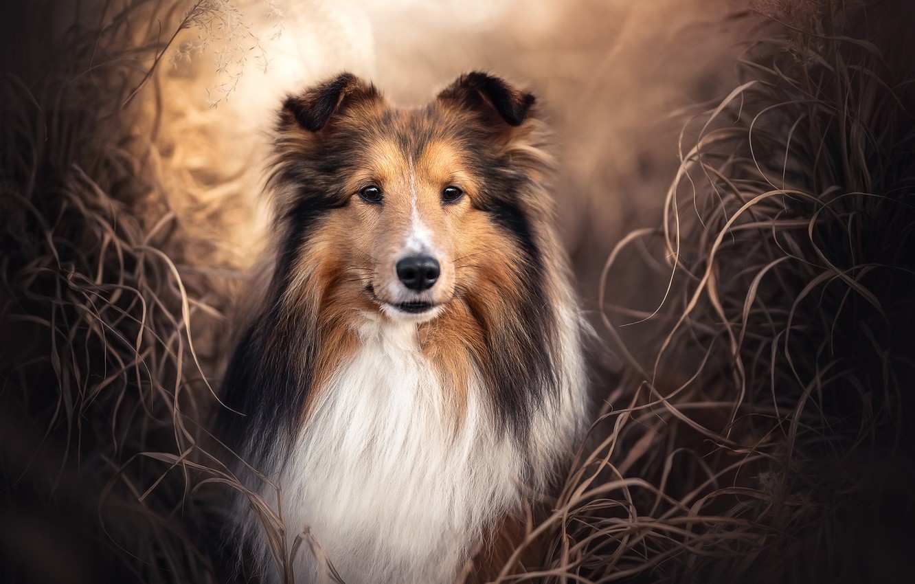 Rough Collie Wallpapers