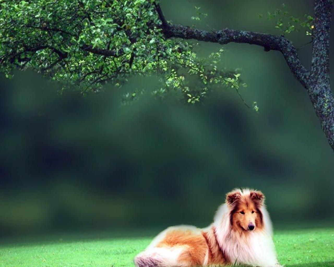 Rough Collie Wallpapers