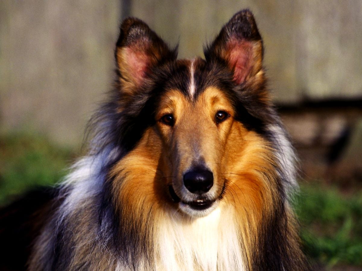 Rough Collie Wallpapers