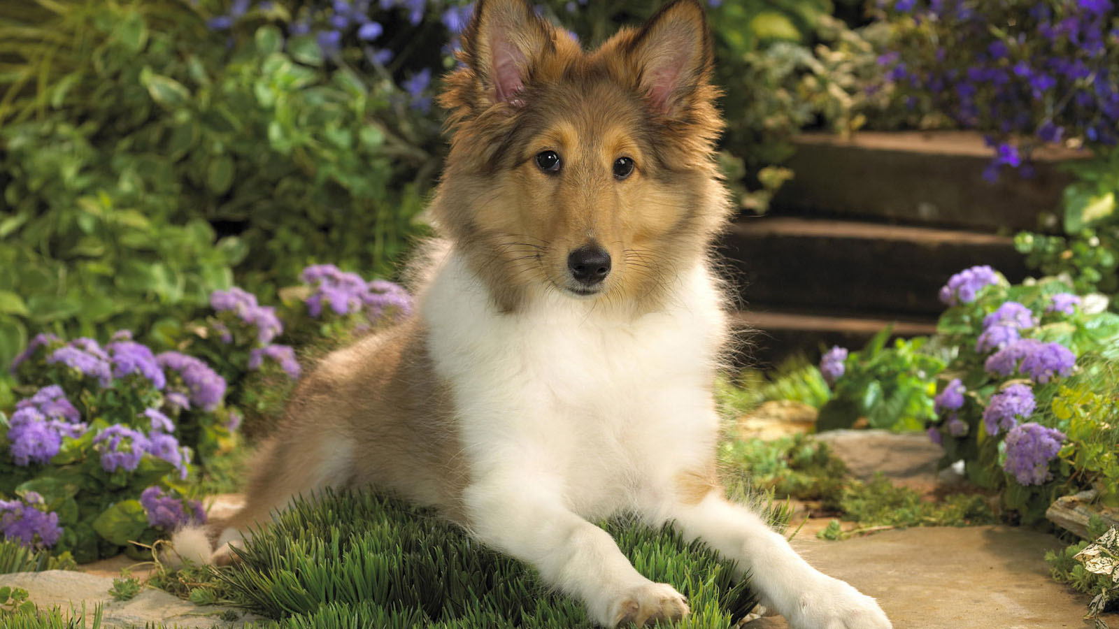 Rough Collie Wallpapers