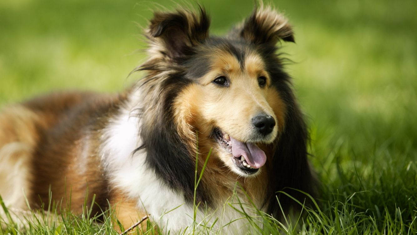 Rough Collie Wallpapers