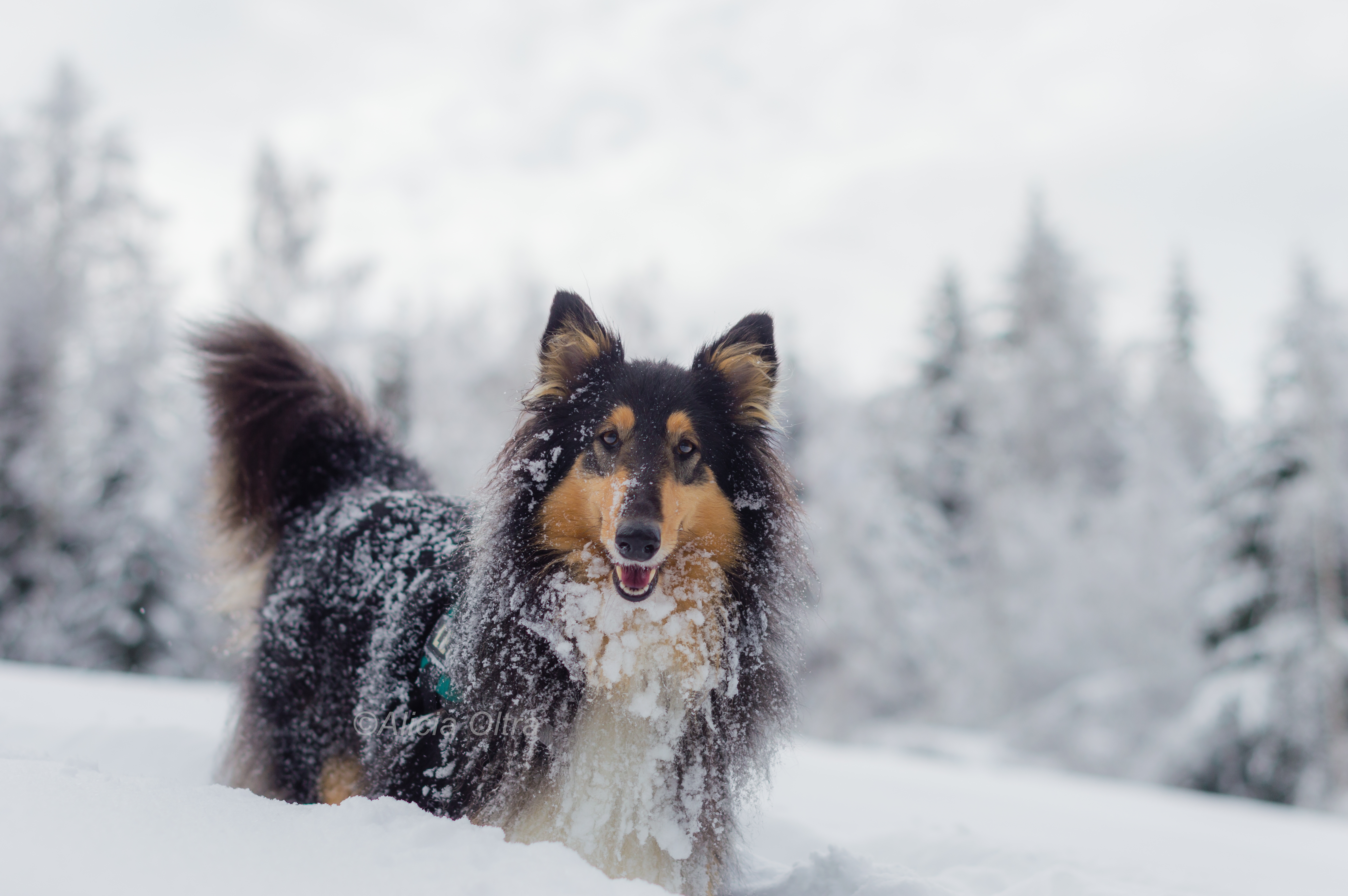 Rough Collie Wallpapers