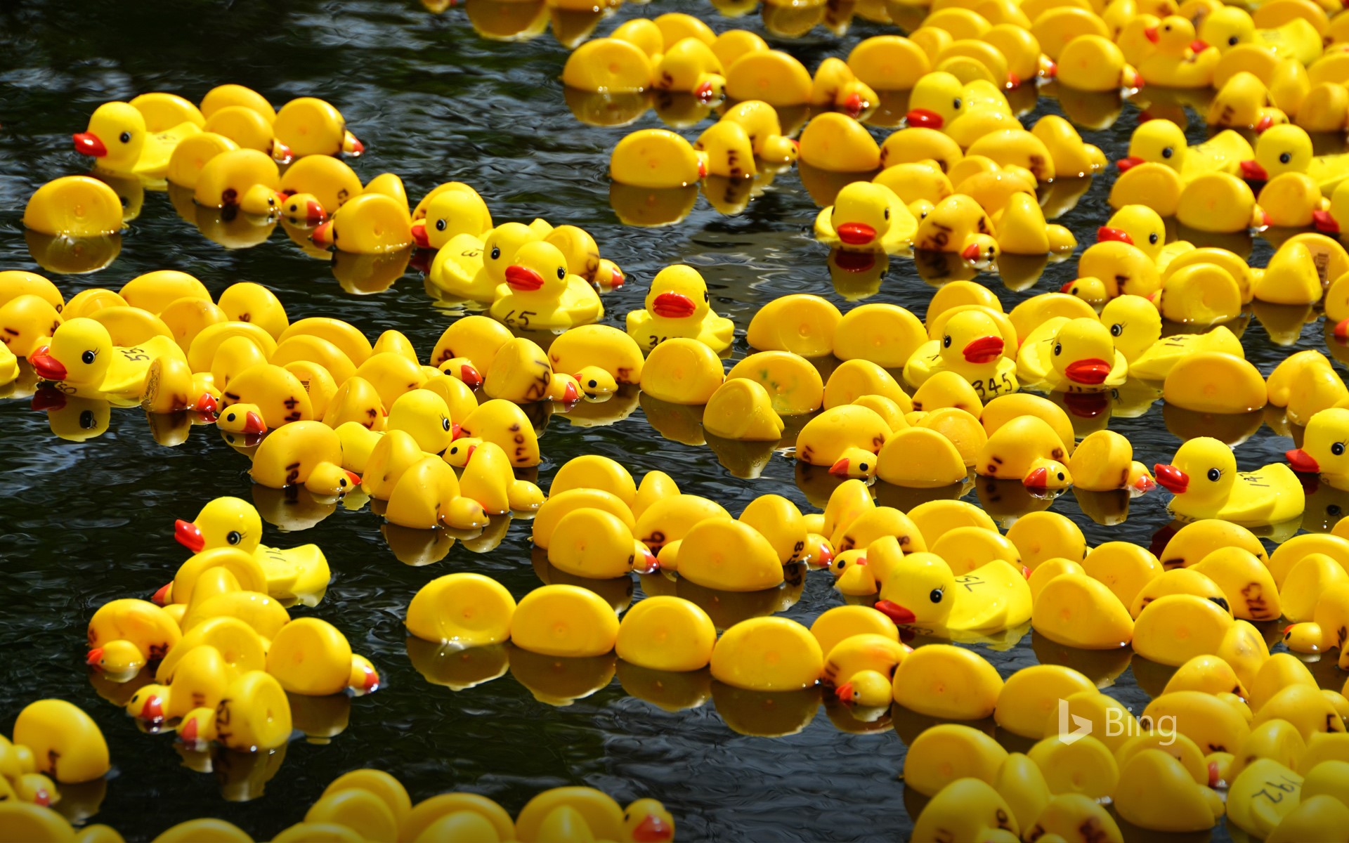 Rubber Ducky Wallpapers