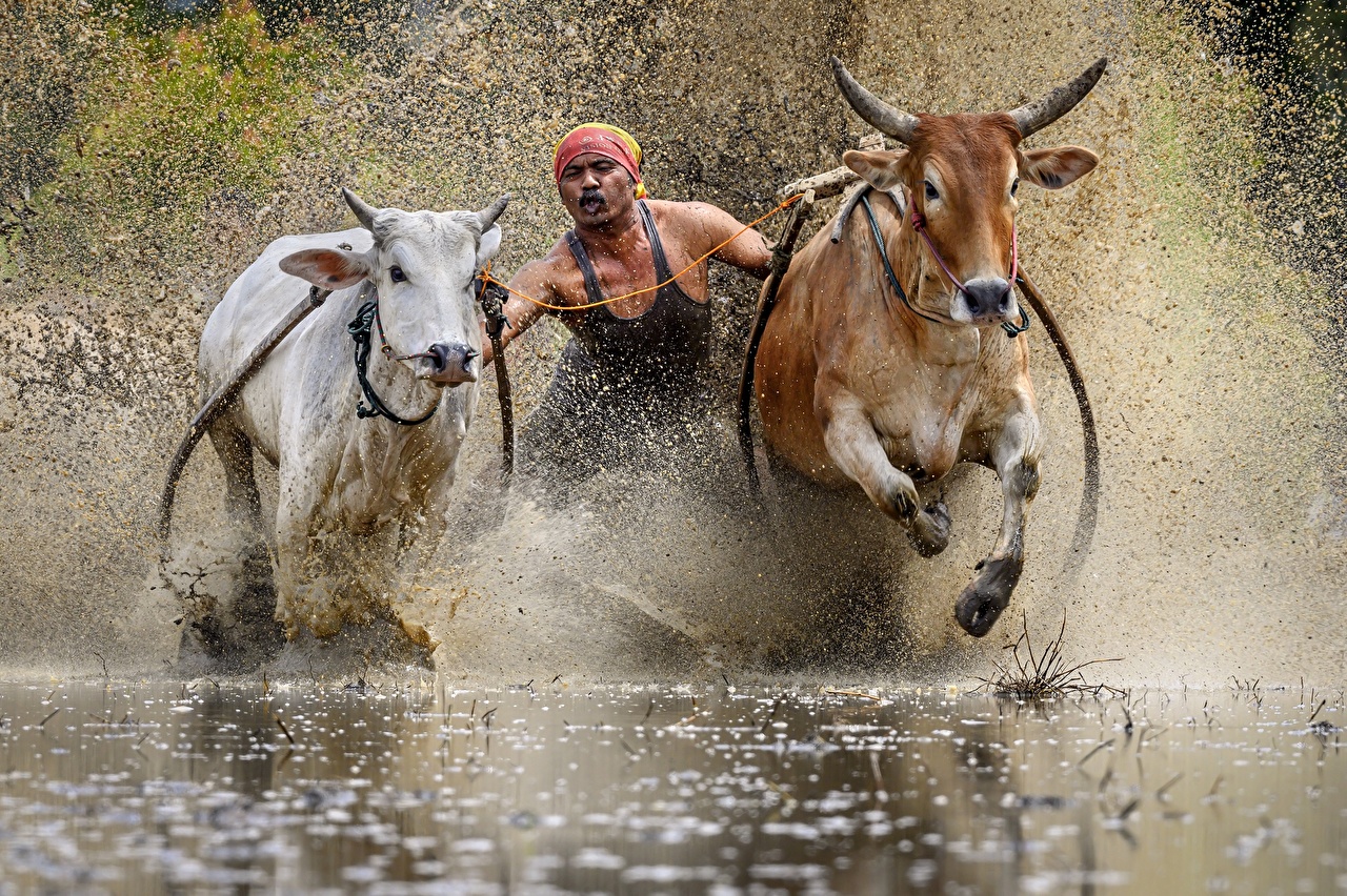 Running Of The Bulls Wallpapers