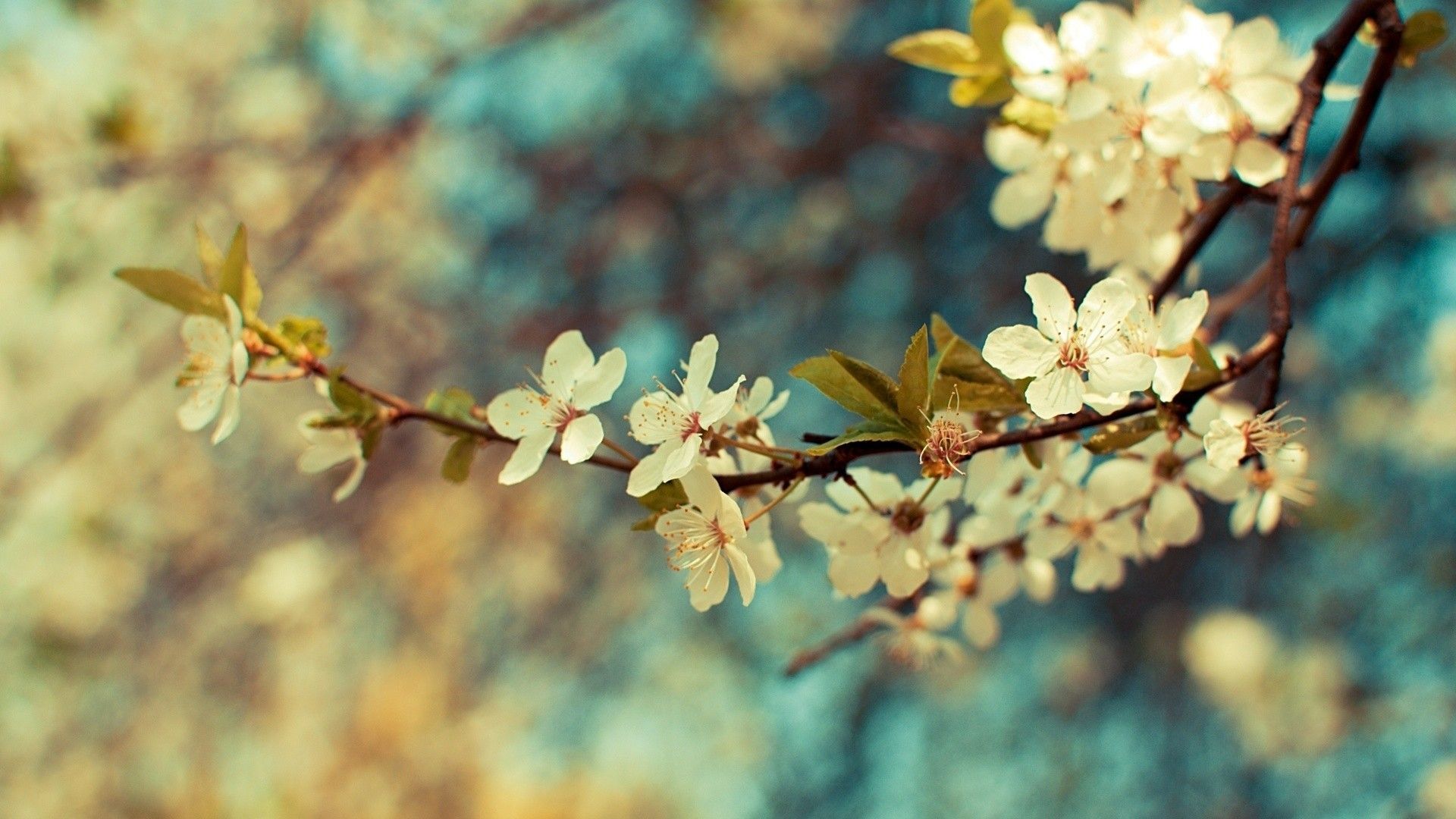 Rustic Spring Wallpapers