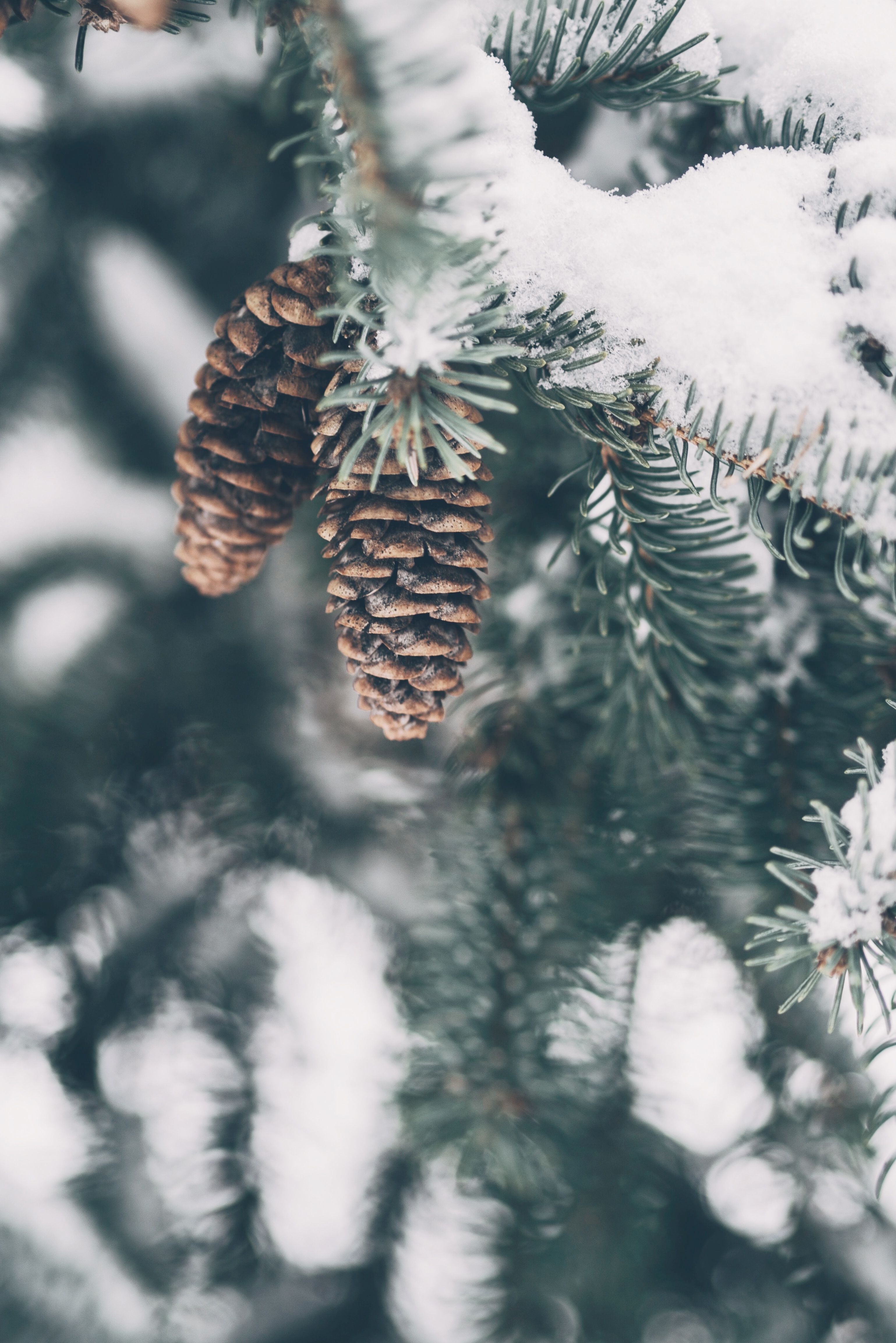 Rustic Winter Wallpapers