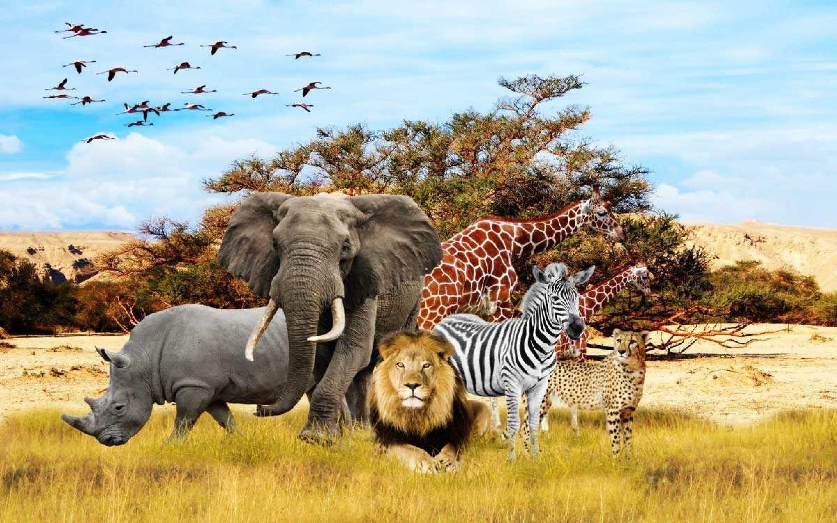 Safari Wallpapers