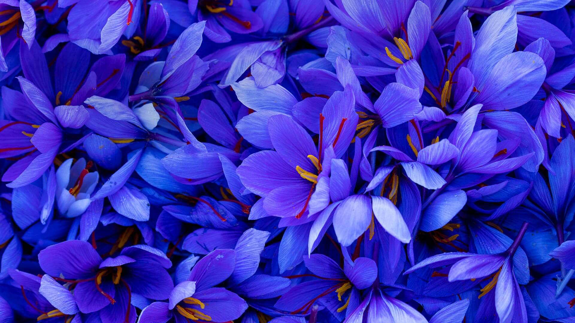 Saffron Wallpapers