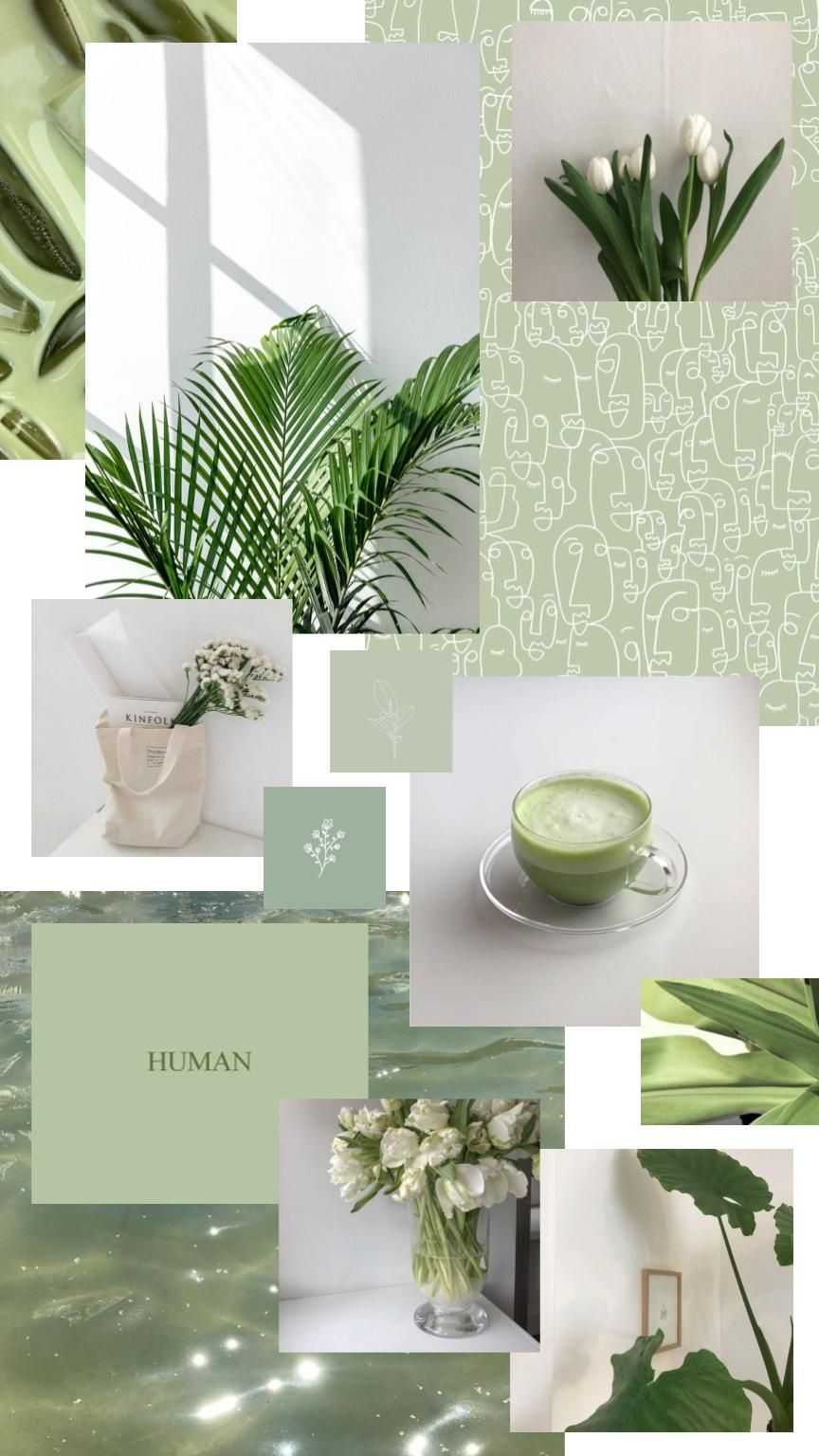 Sage Green Aesthetic Wallpapers