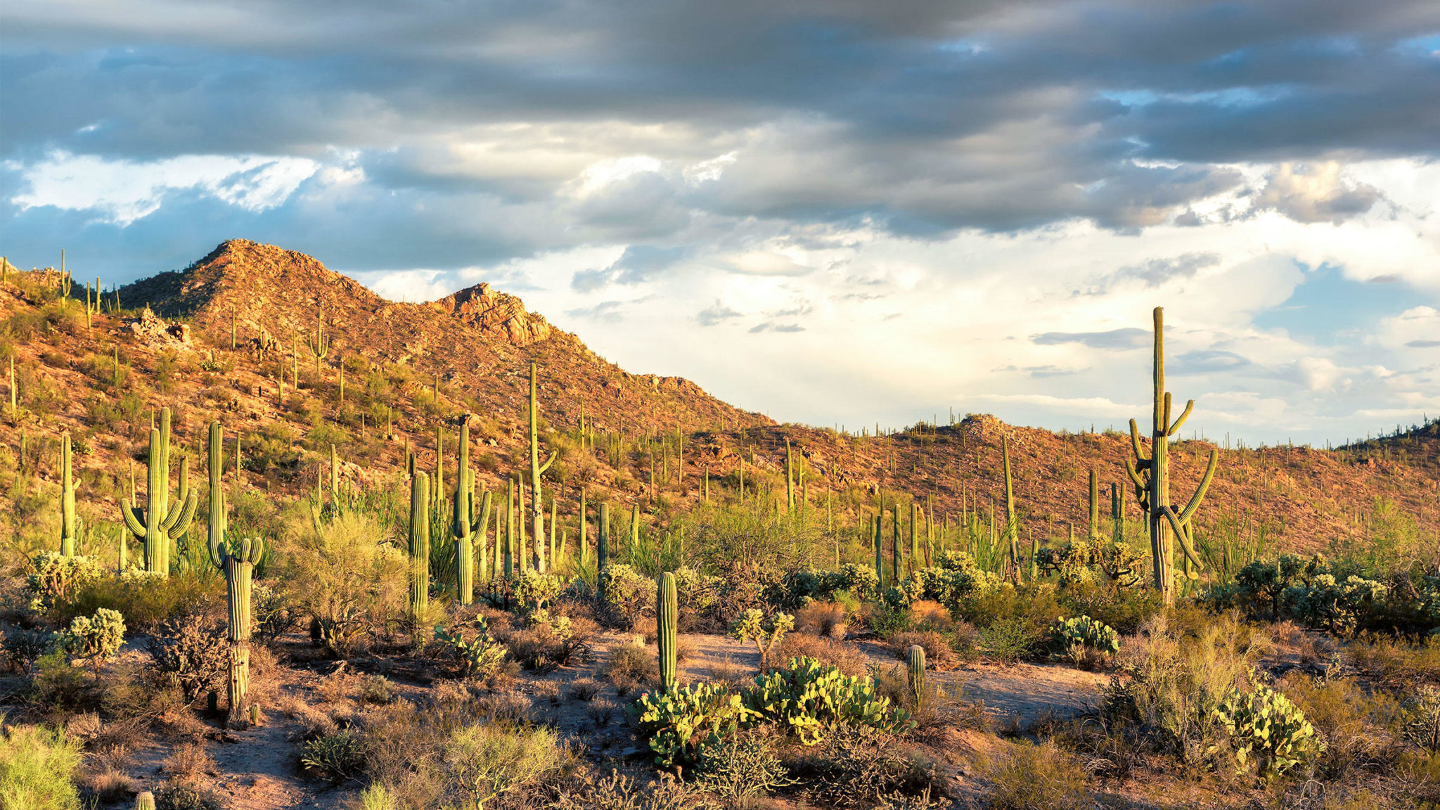 Saguaro National Park Wallpapers