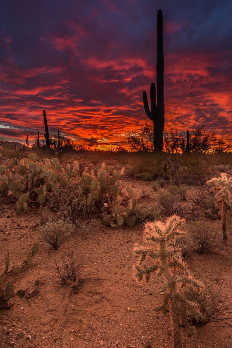 Saguaro National Park Wallpapers