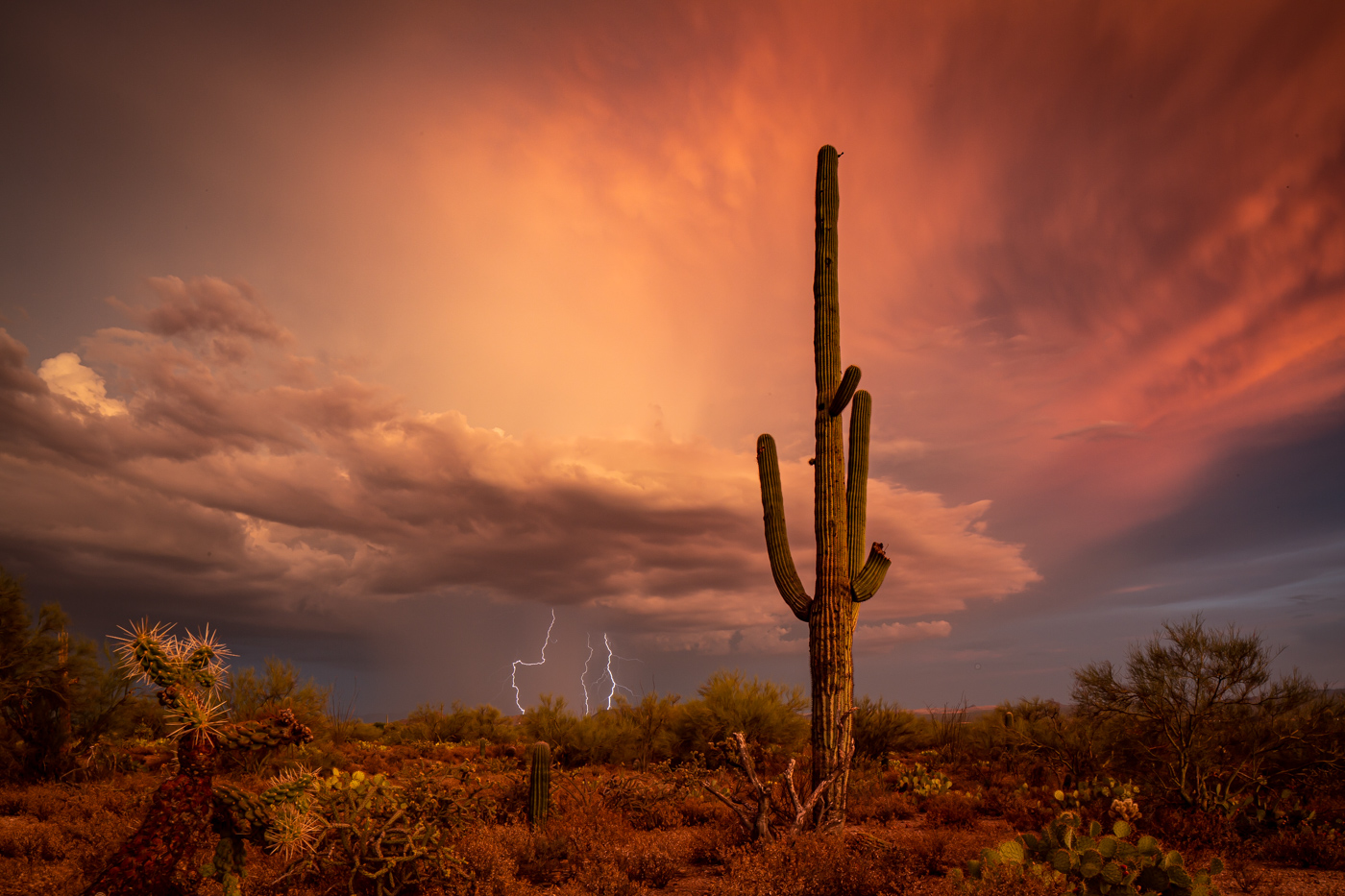 Saguaro National Park Wallpapers