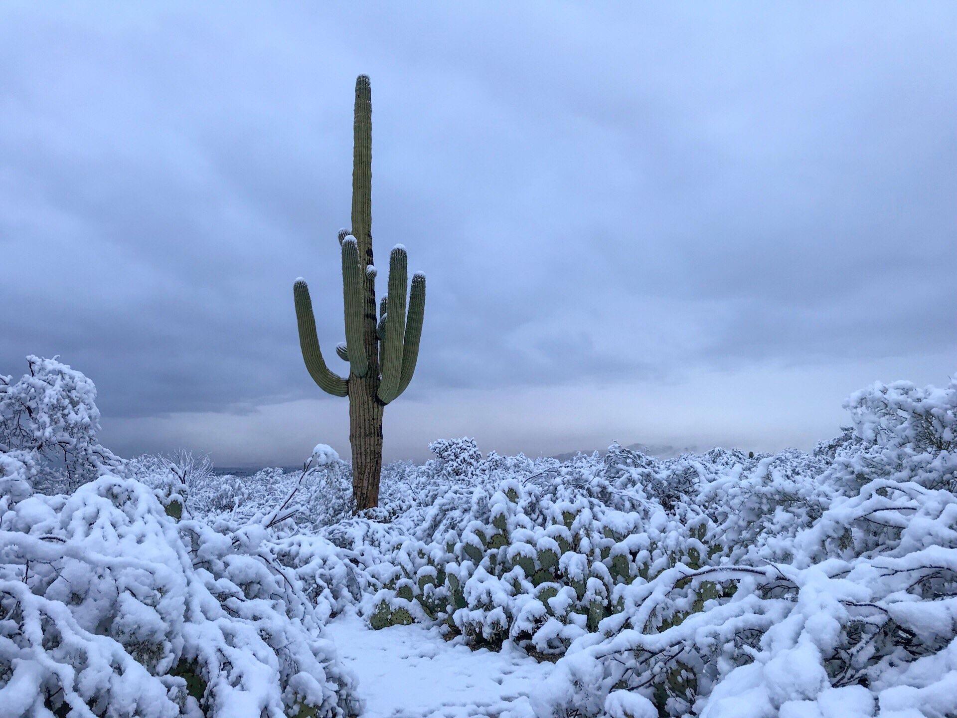 Saguaro National Park Wallpapers