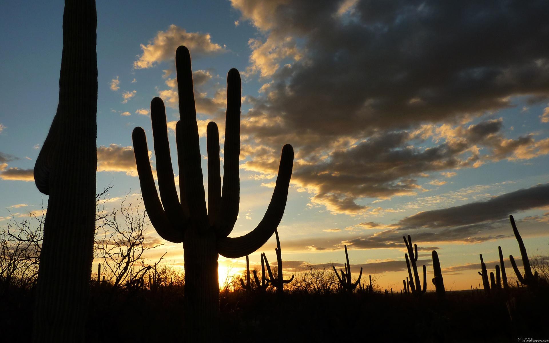 Saguaro National Park Wallpapers