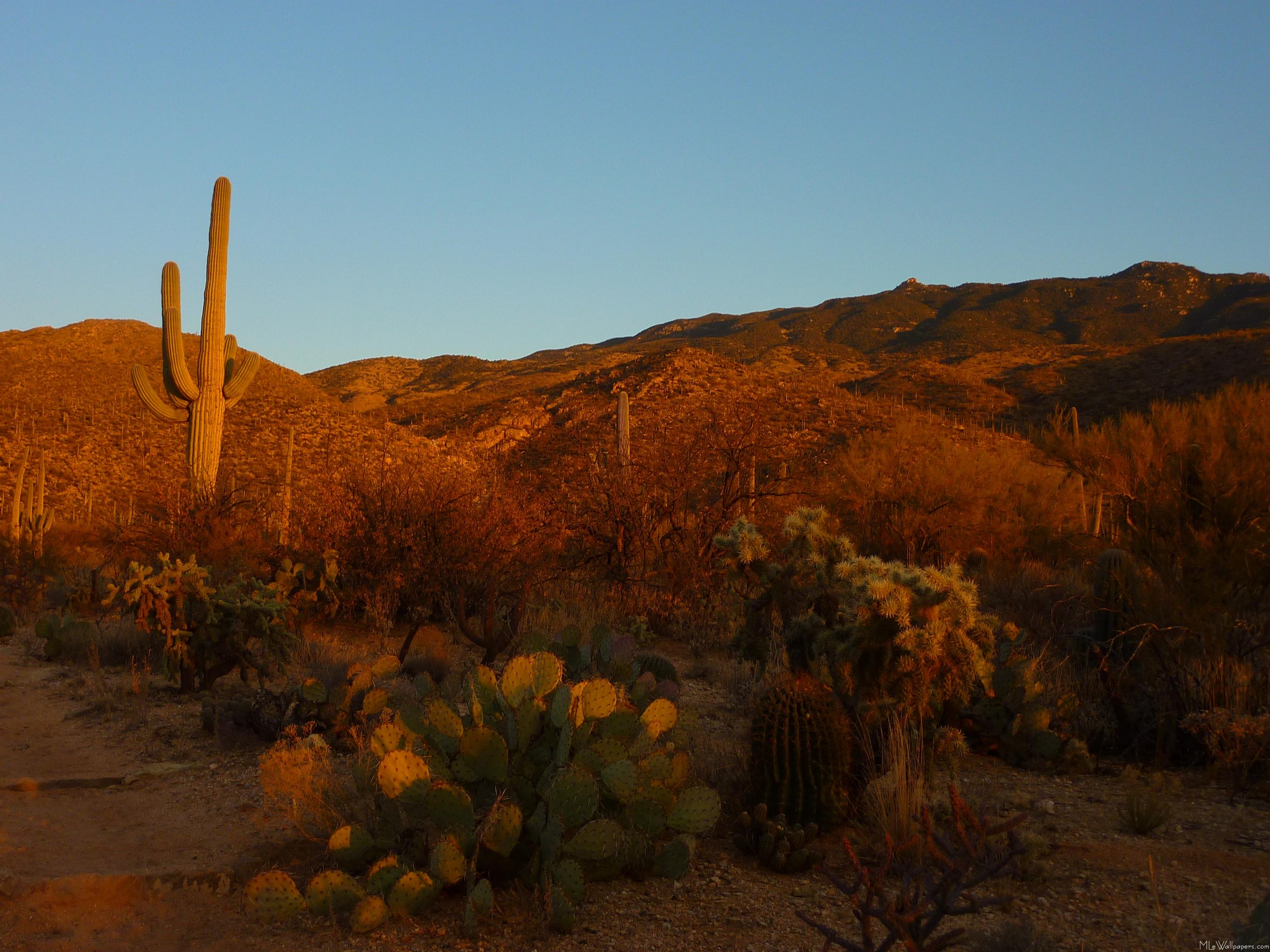 Saguaro National Park Wallpapers