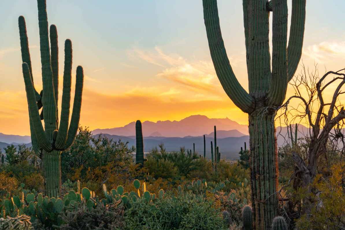 Saguaro National Park Wallpapers