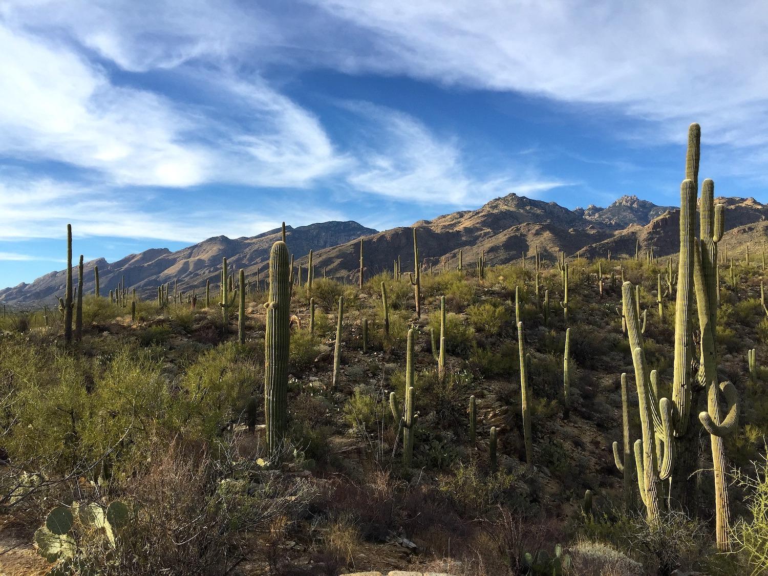 Saguaro National Park Wallpapers