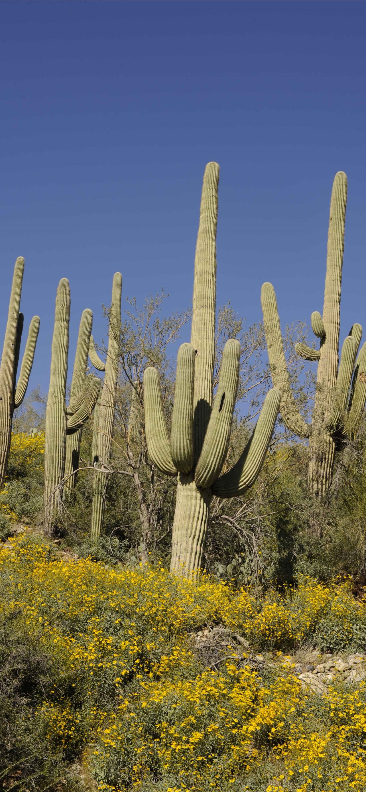 Saguaro National Park Wallpapers