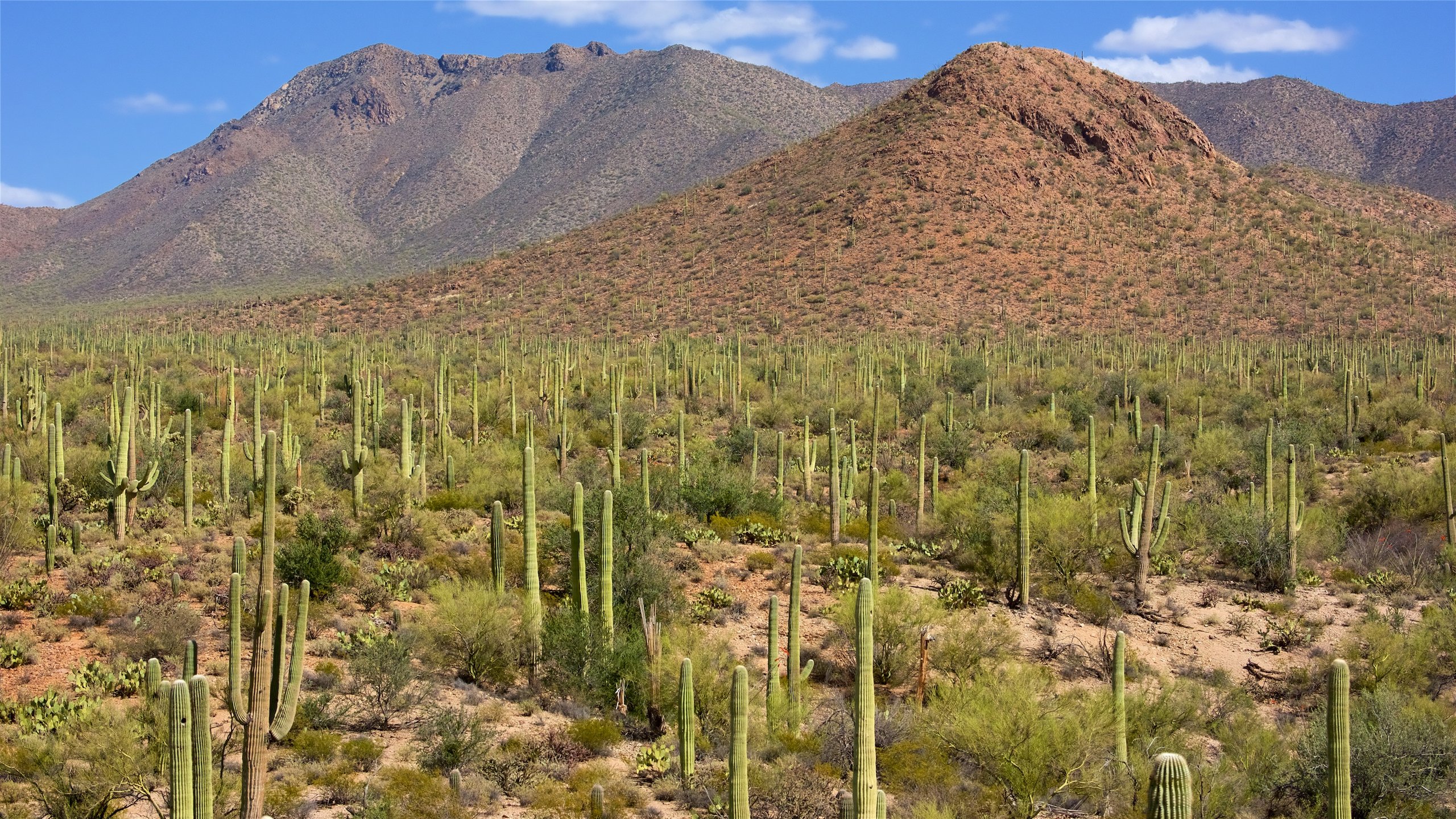 Saguaro National Park Wallpapers