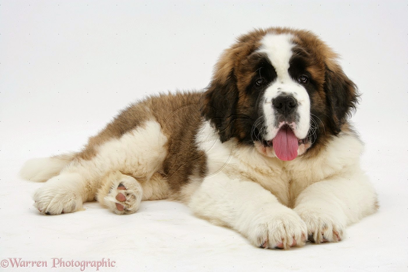 Saint Bernard Wallpapers