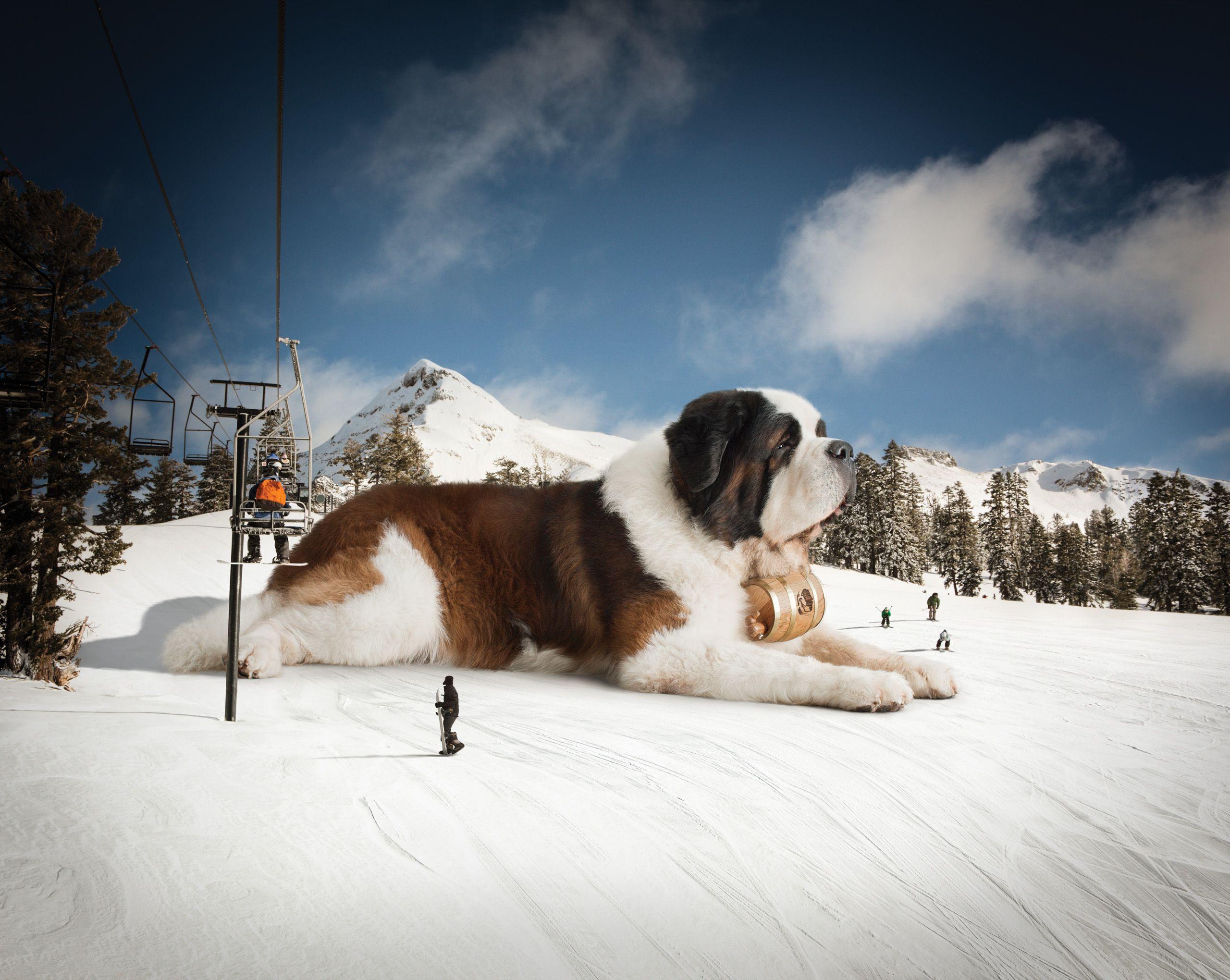 Saint Bernard Wallpapers