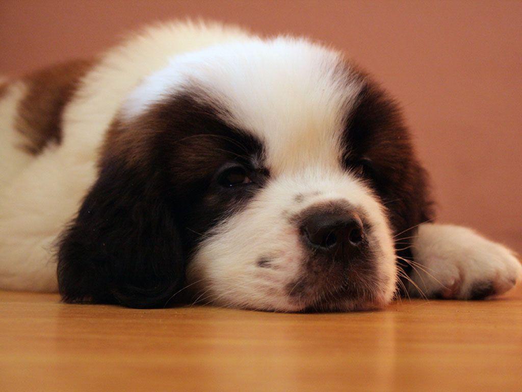 Saint Bernard Wallpapers