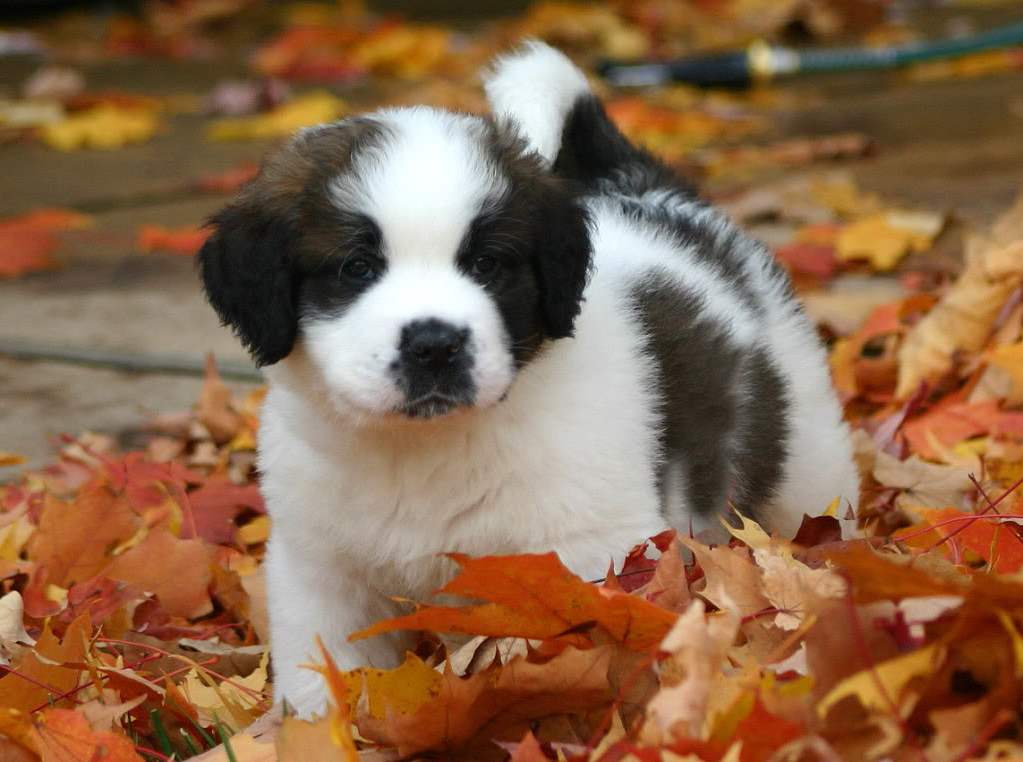 Saint Bernard Wallpapers