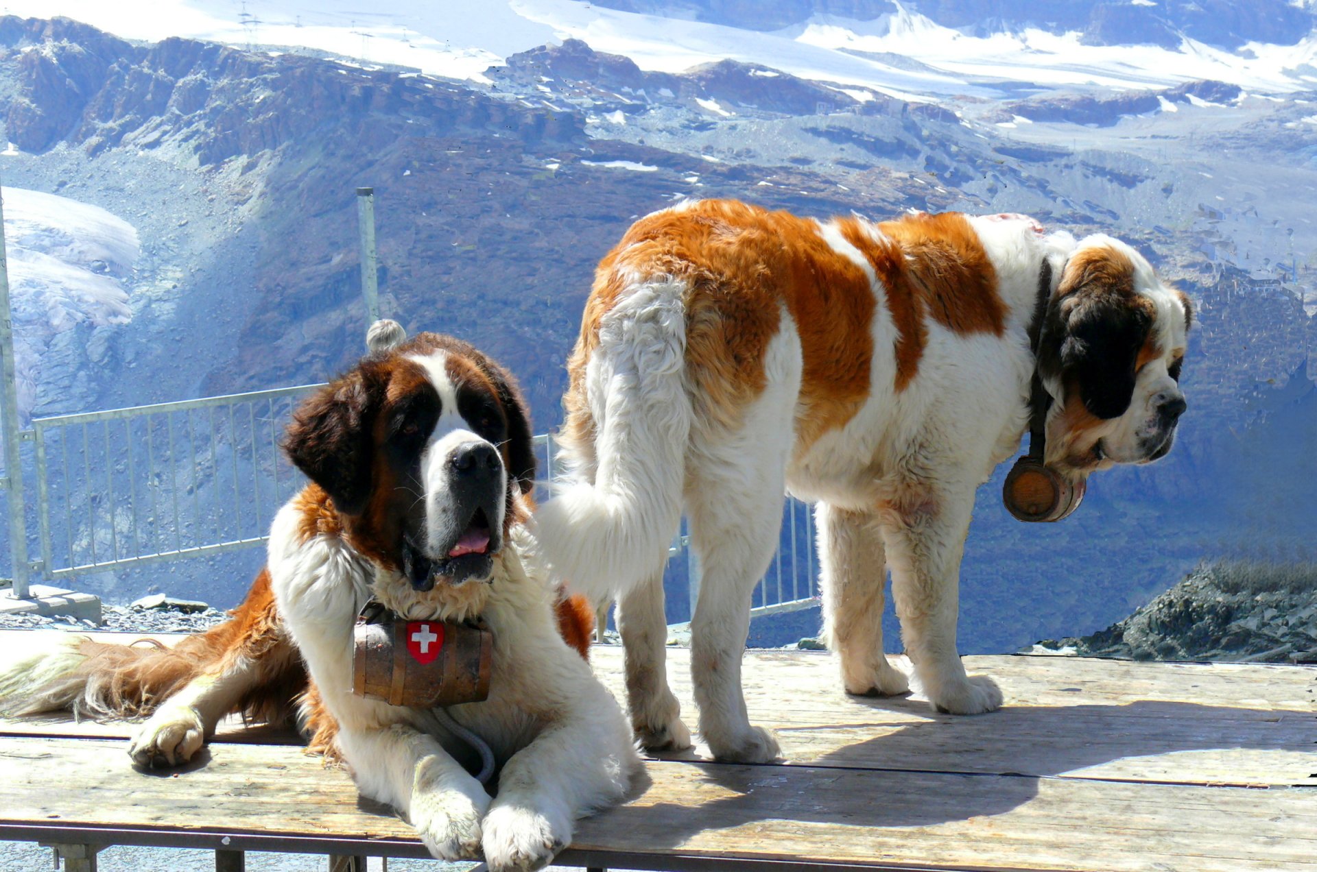 Saint Bernard Wallpapers