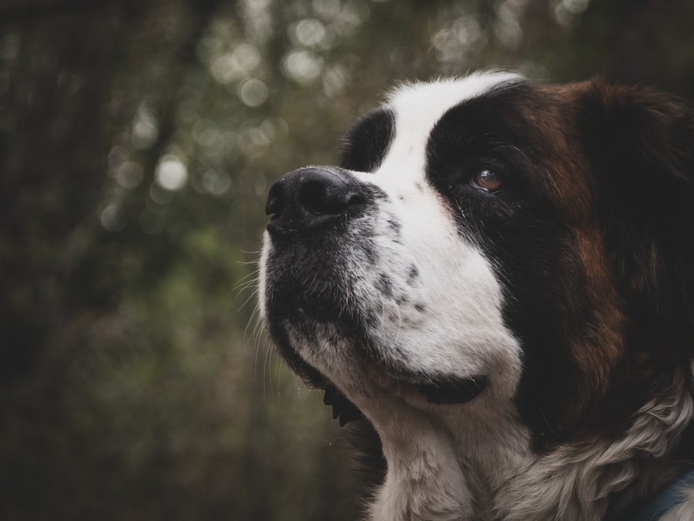 Saint Bernard Wallpapers