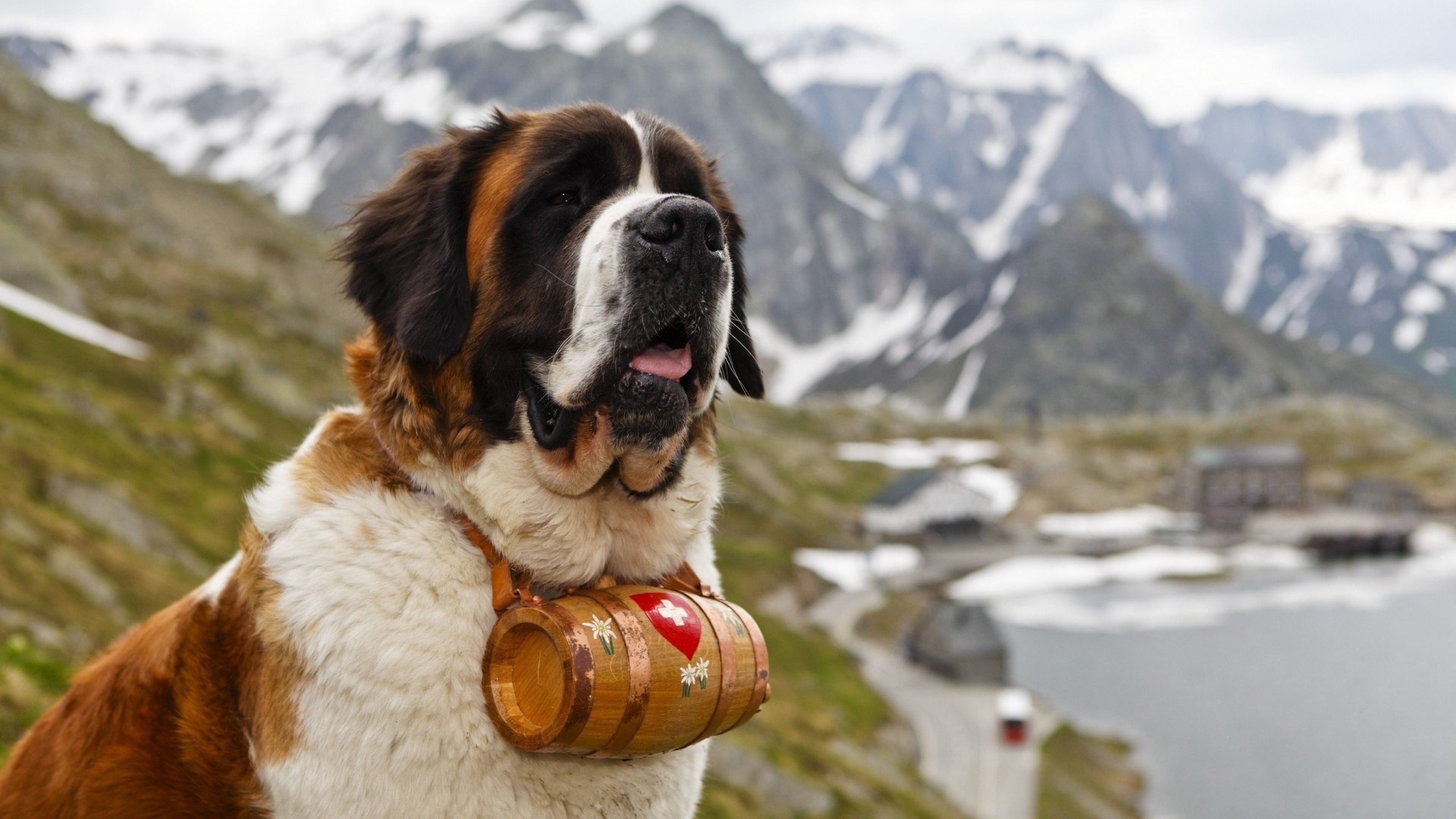 Saint Bernard Wallpapers