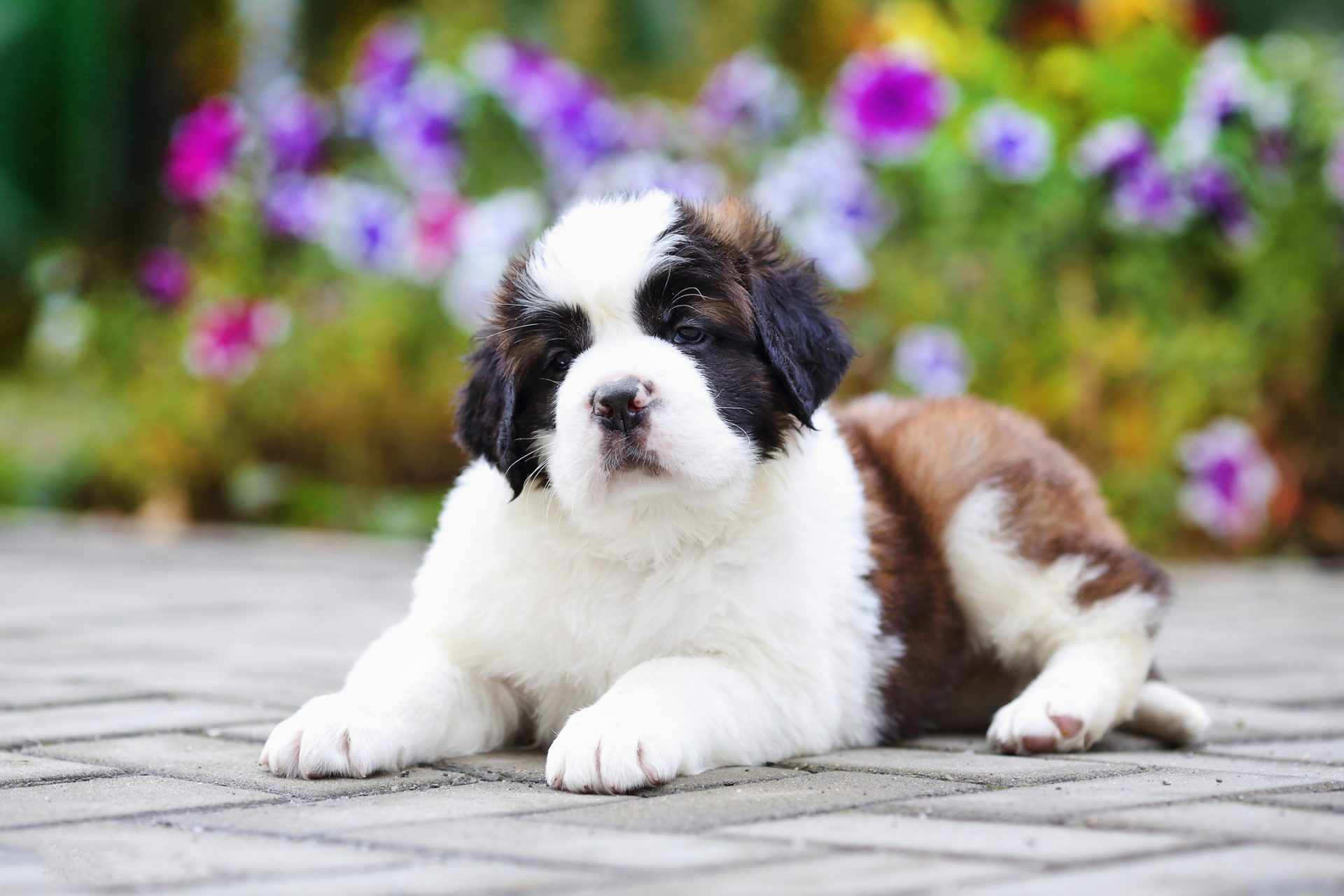 Saint Bernard Wallpapers