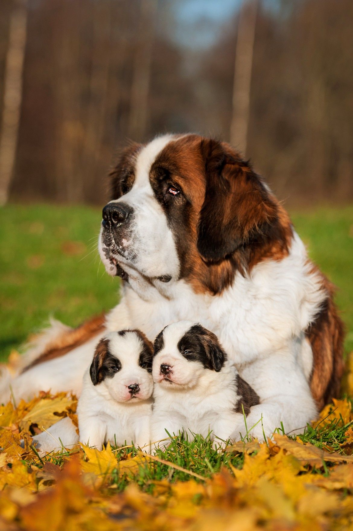 Saint Bernard Wallpapers