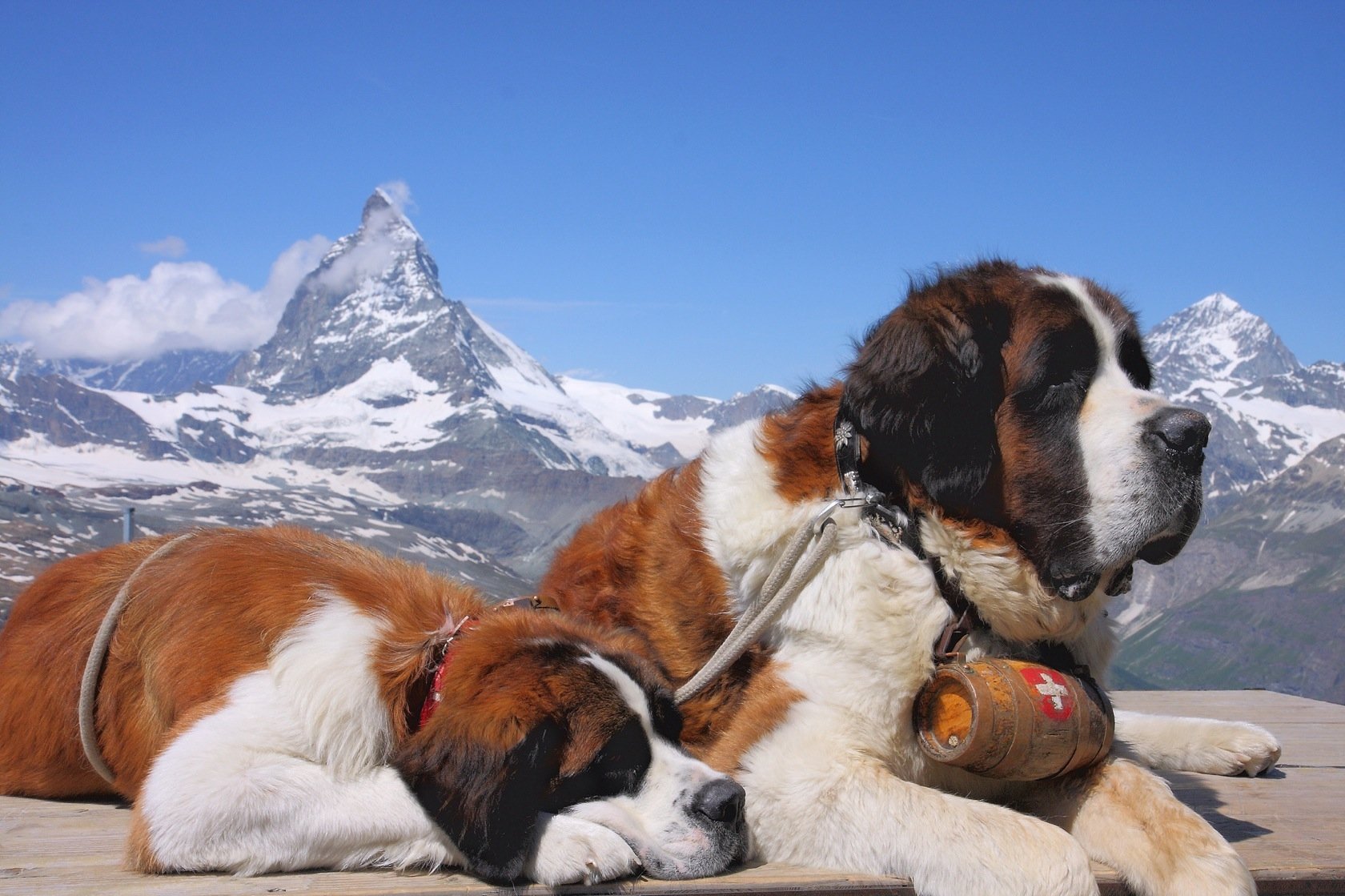 Saint Bernard Wallpapers