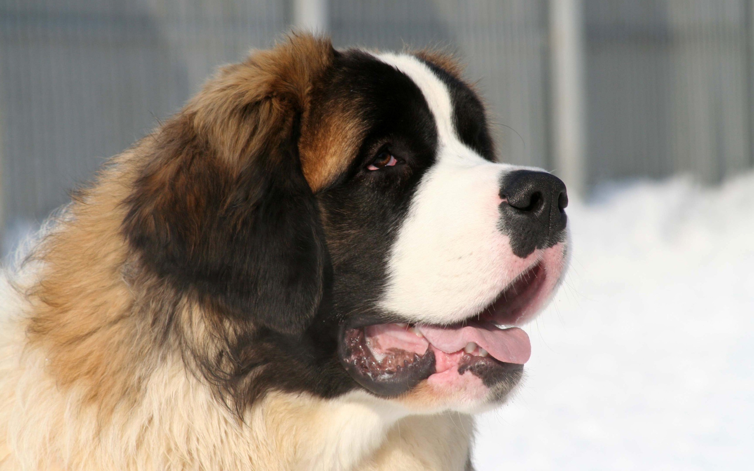 Saint Bernard Wallpapers