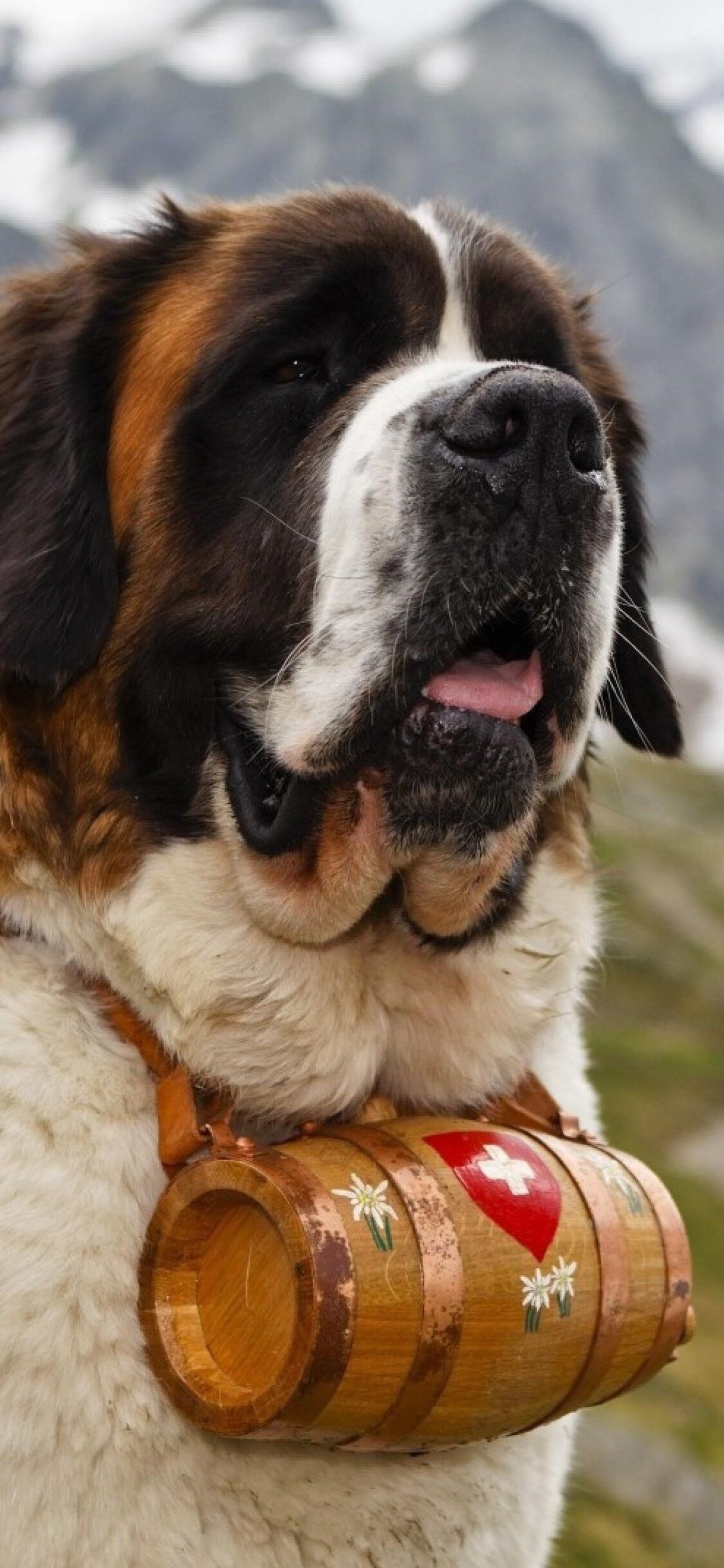 Saint Bernard Wallpapers