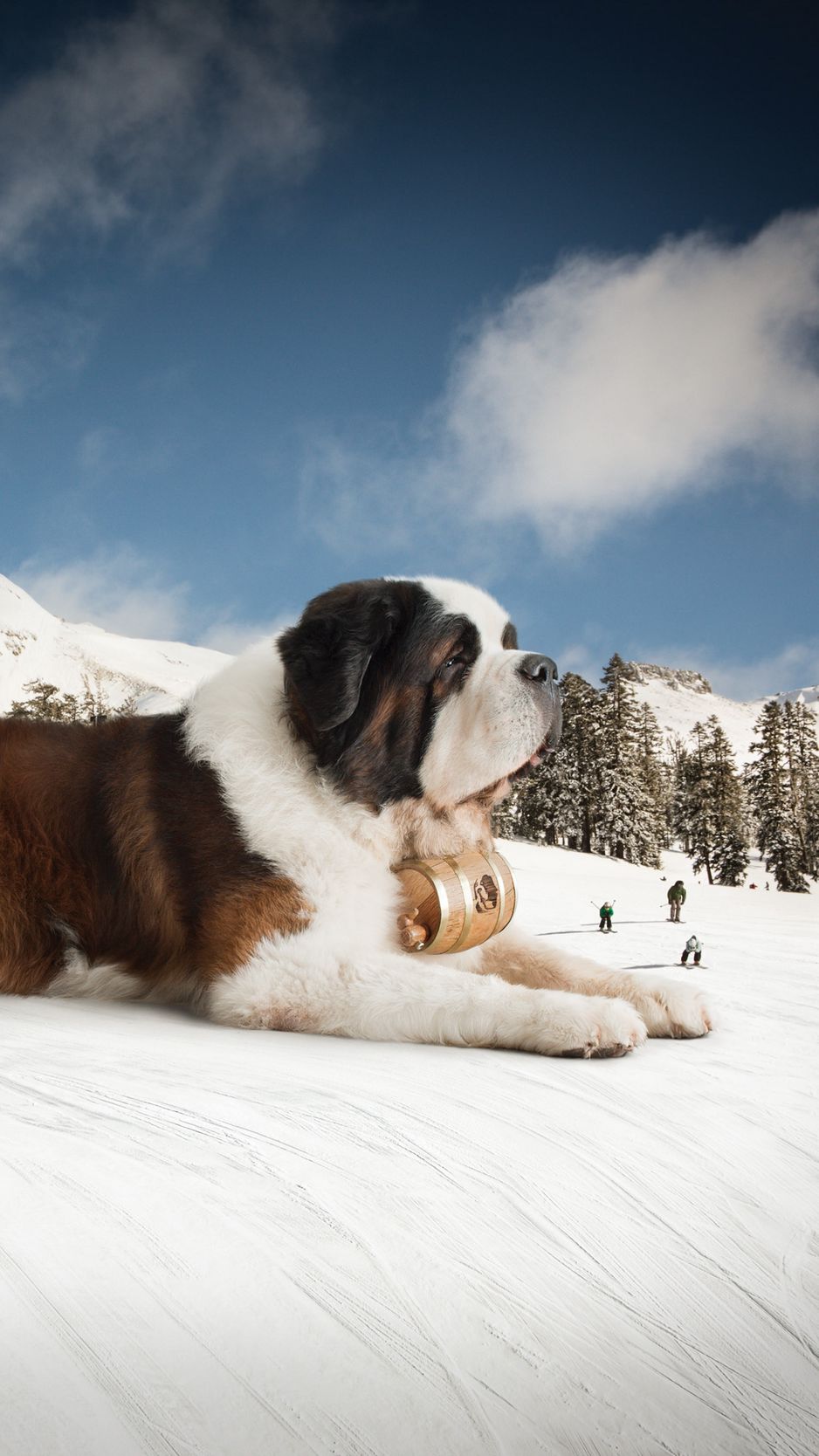 Saint Bernard Wallpapers