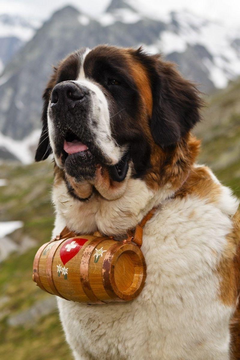 Saint Bernard Wallpapers