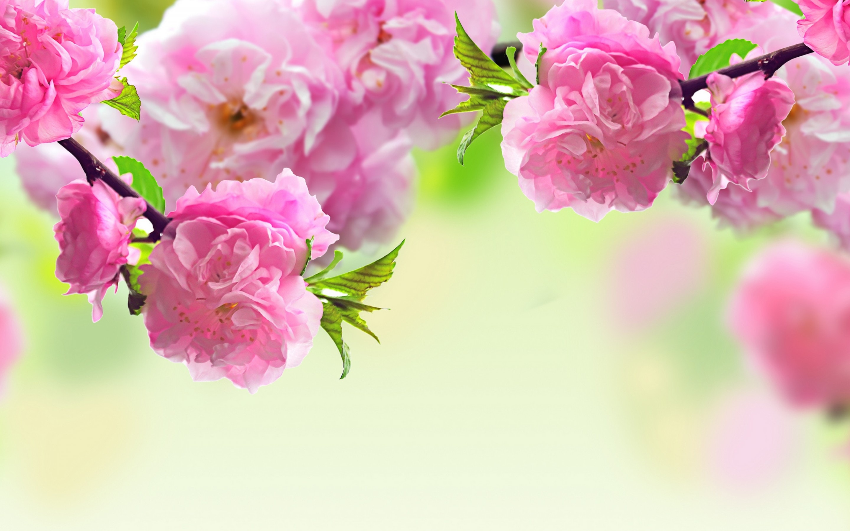 Sakura Hd Wallpapers