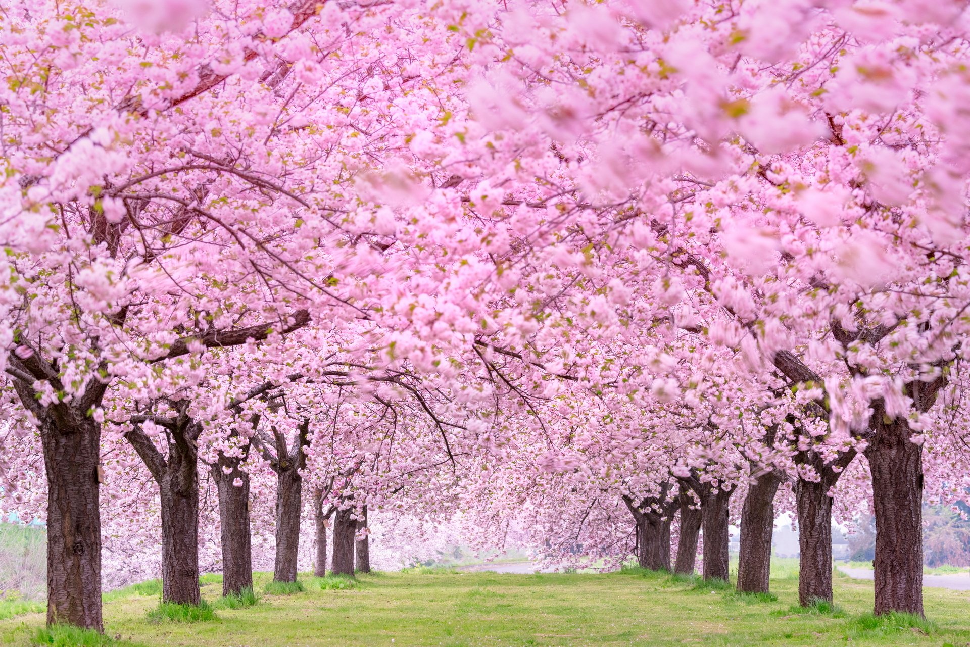 Sakura Hd Wallpapers