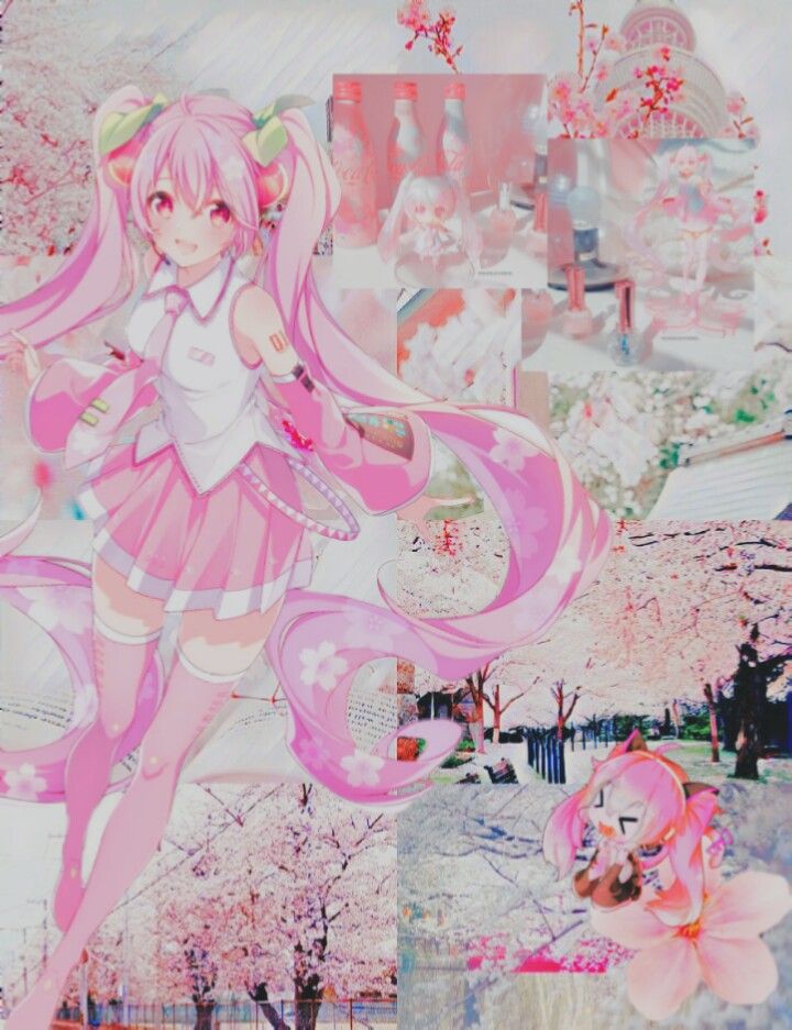 Sakura Miku Wallpapers