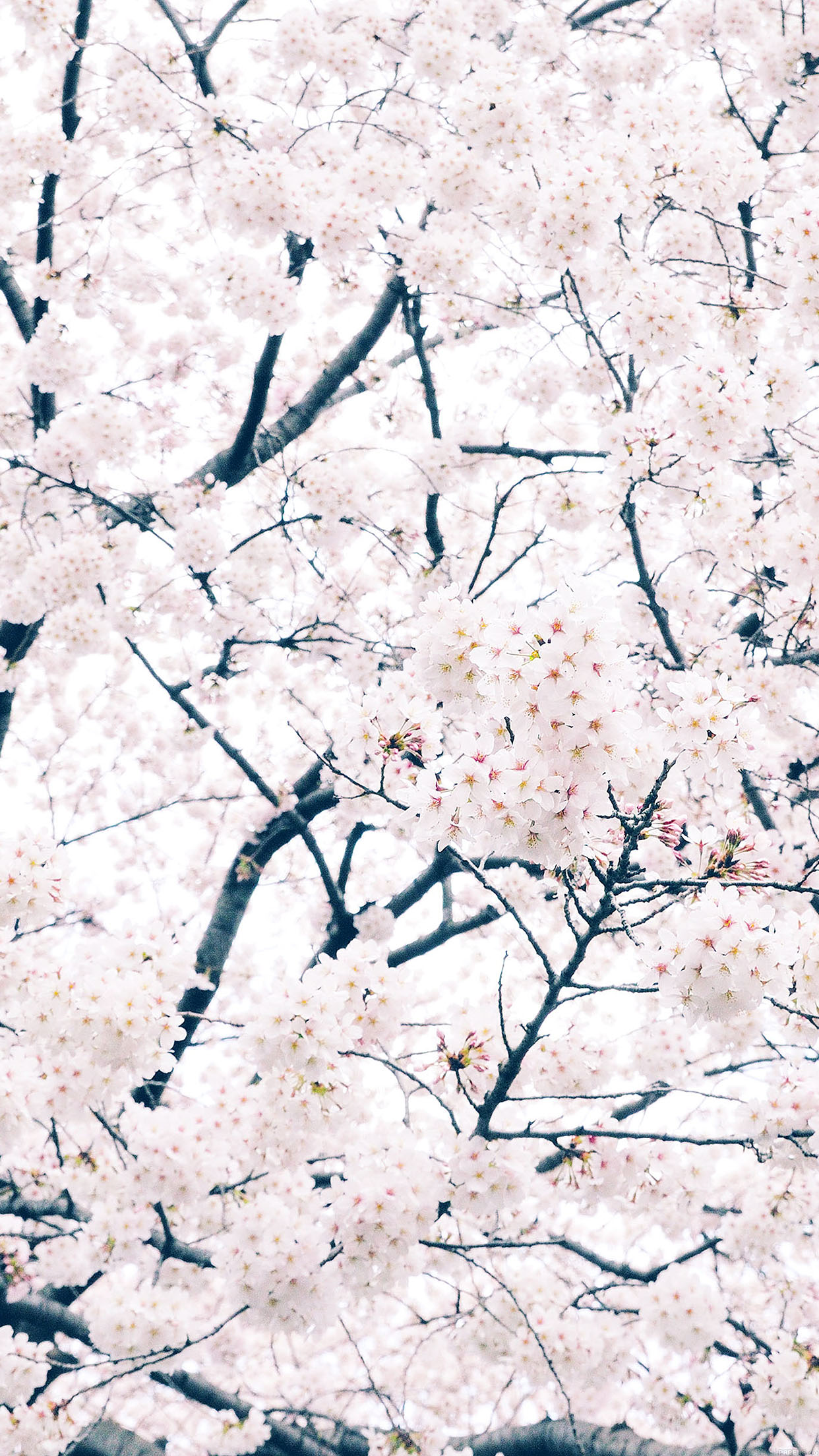 Sakura Phone Wallpapers