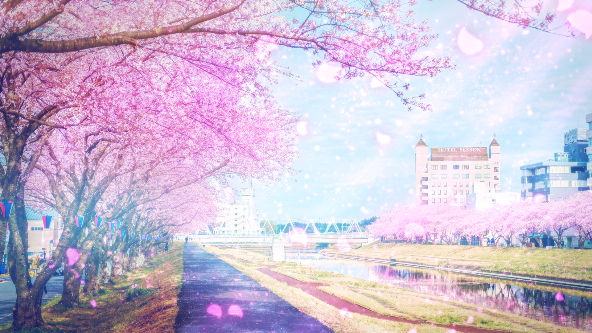 Sakura Phone Wallpapers