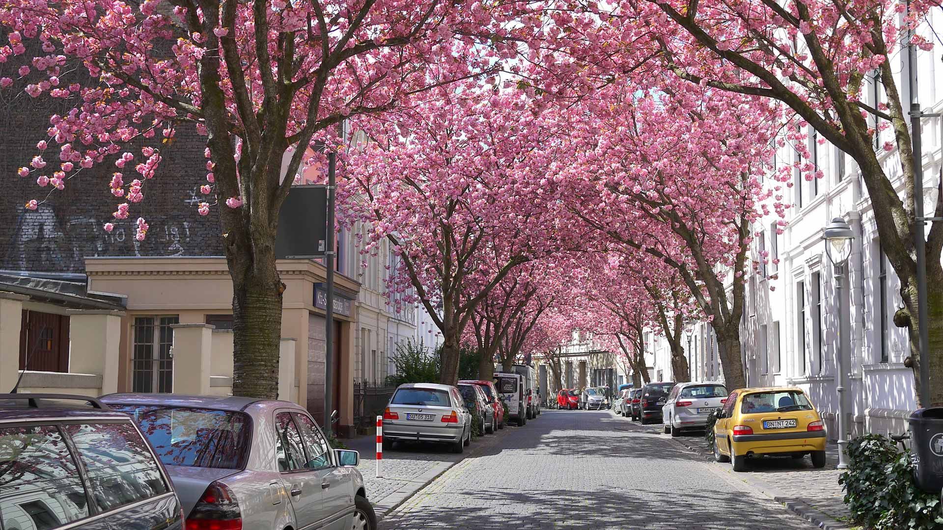 Sakura Strasse Wallpapers