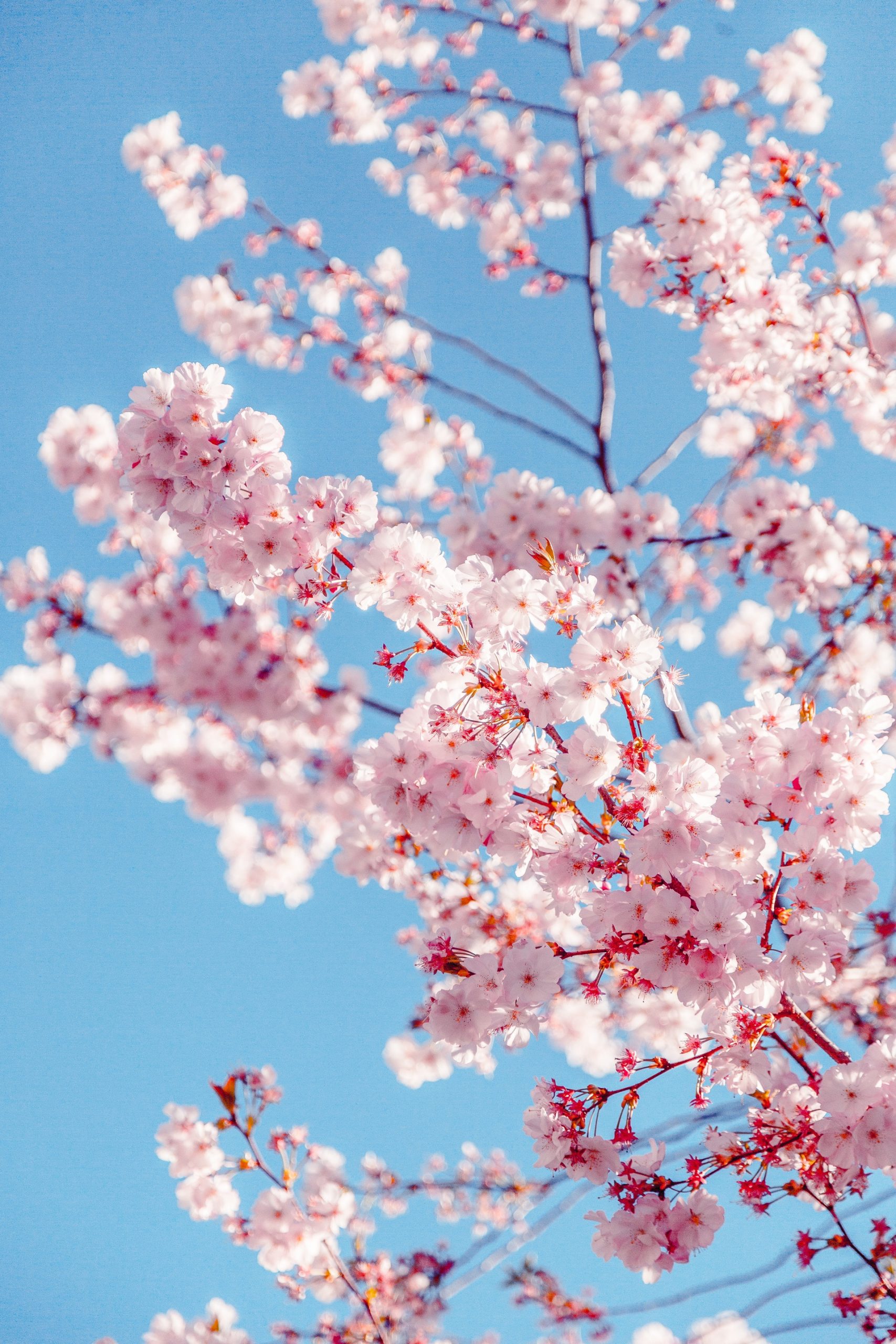 Sakura Tree Wallpapers