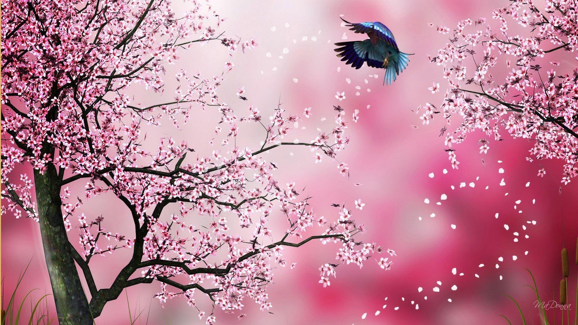 Sakura Tree Wallpapers